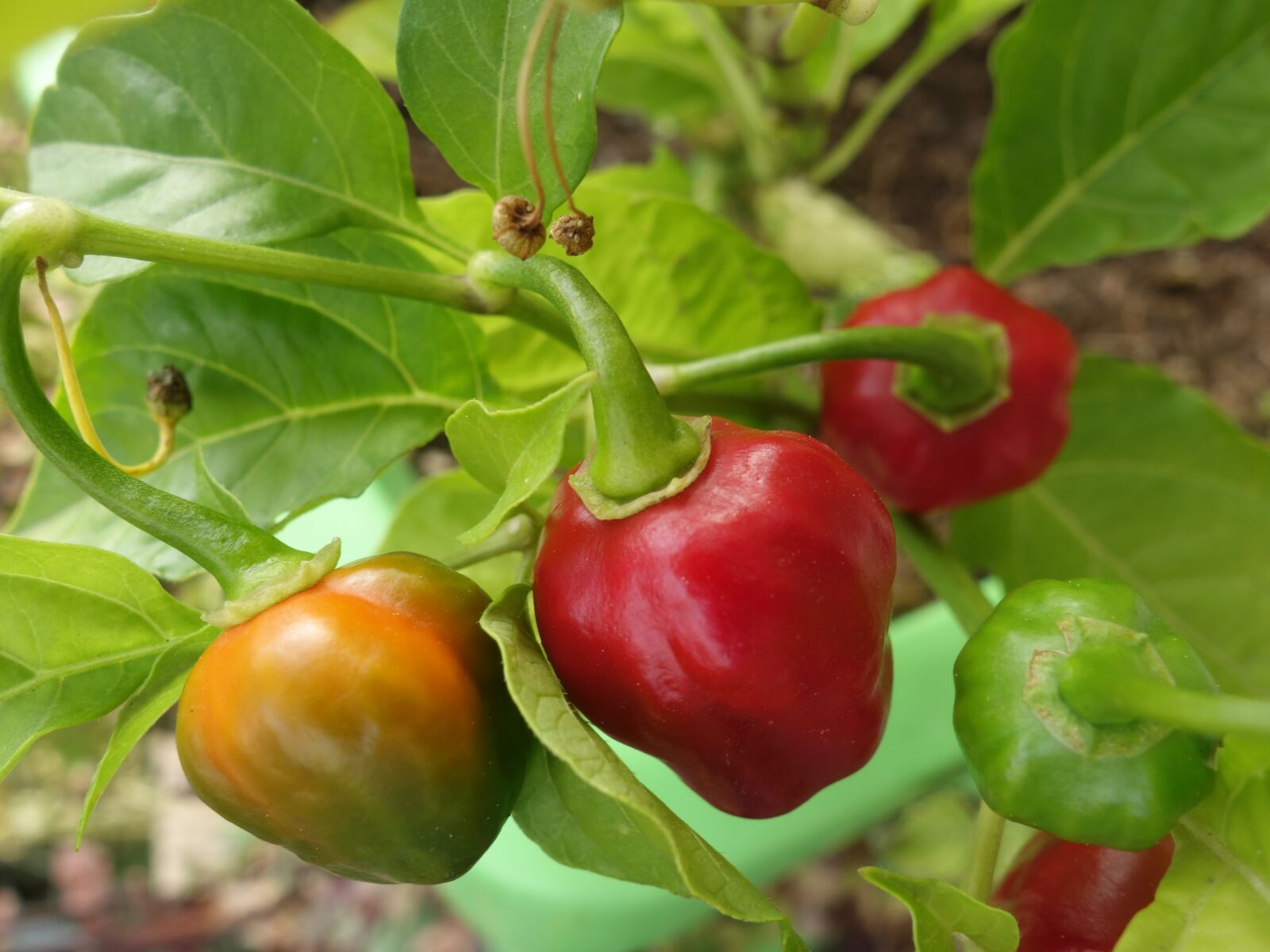 Sony Cyber-shot DSC-RX100 II sample photo. Chilli pepper, plant, capsicum photography
