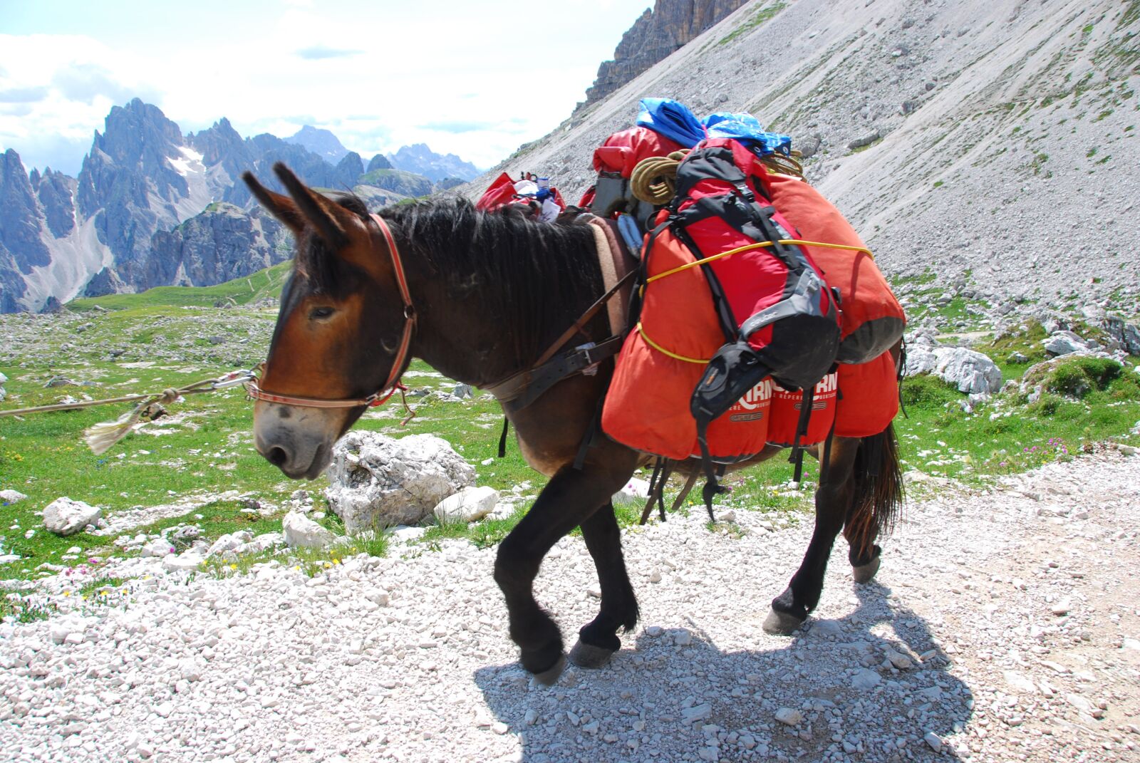 Nikon D80 sample photo. Mule, mountain, trail photography