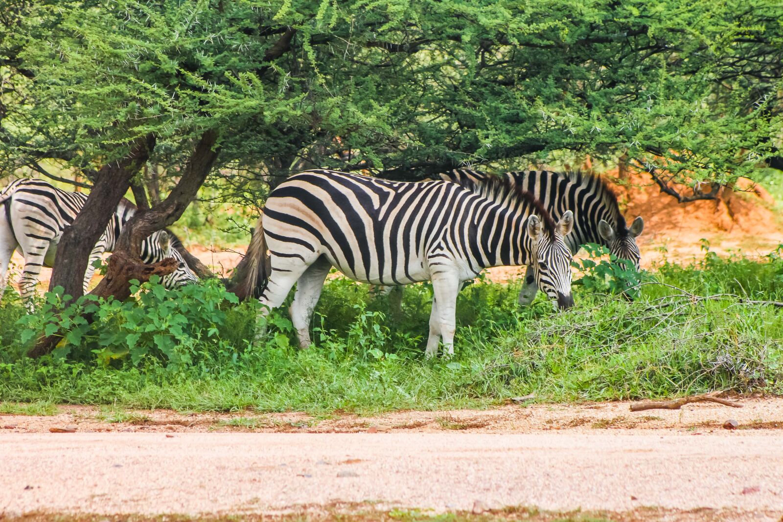 Canon EOS 500D (EOS Rebel T1i / EOS Kiss X3) sample photo. Zebra, safari, africa photography