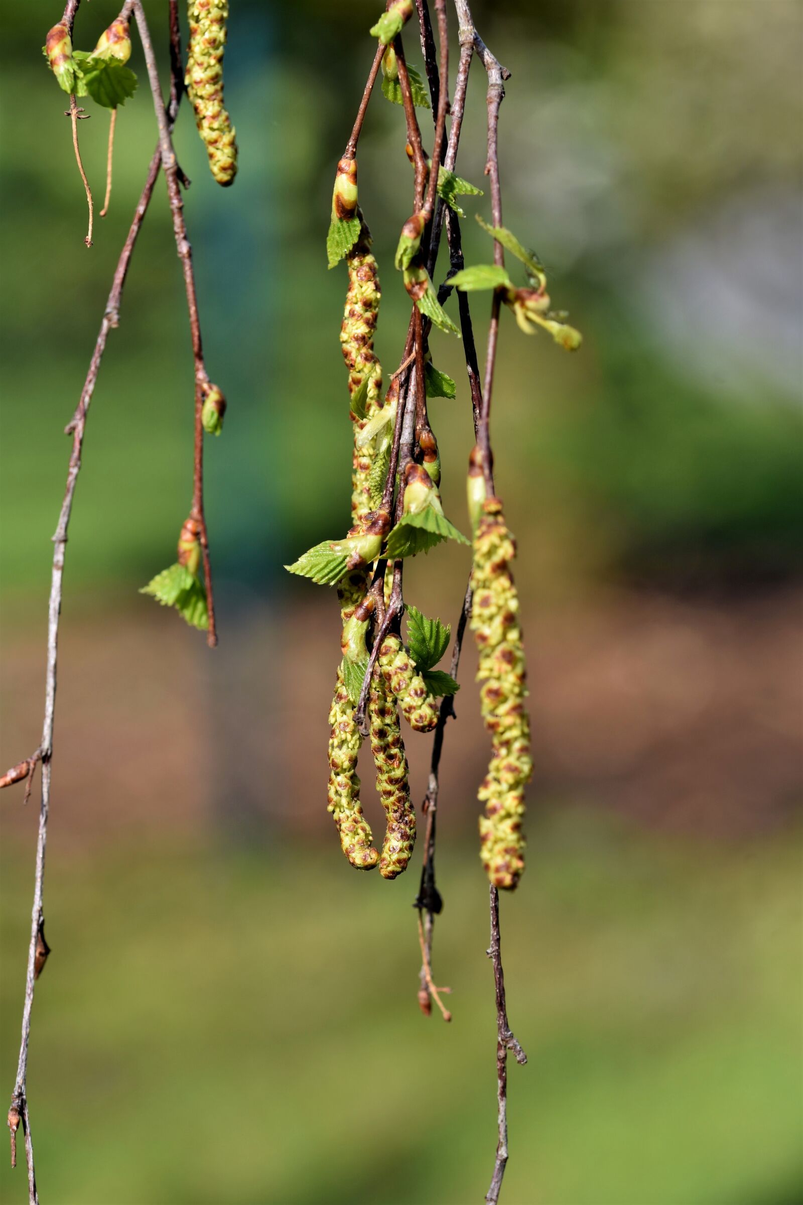 Nikon D7200 sample photo. Birch seeds, birch pollen photography