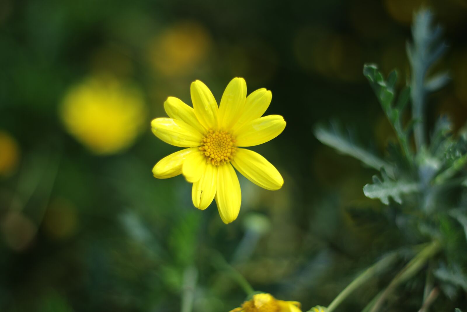 Canon EOS 7D Mark II sample photo. Flower, chrysanthemum, field photography