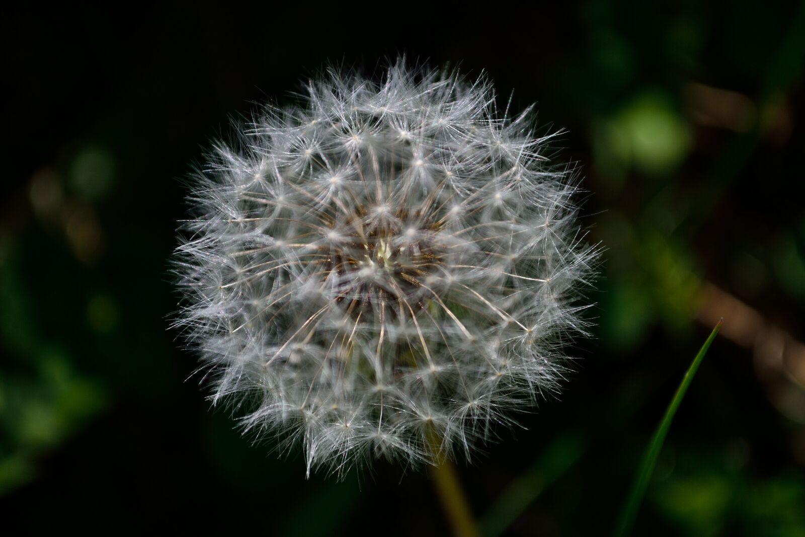Nikon D3100 sample photo. Speck, plant, spring photography
