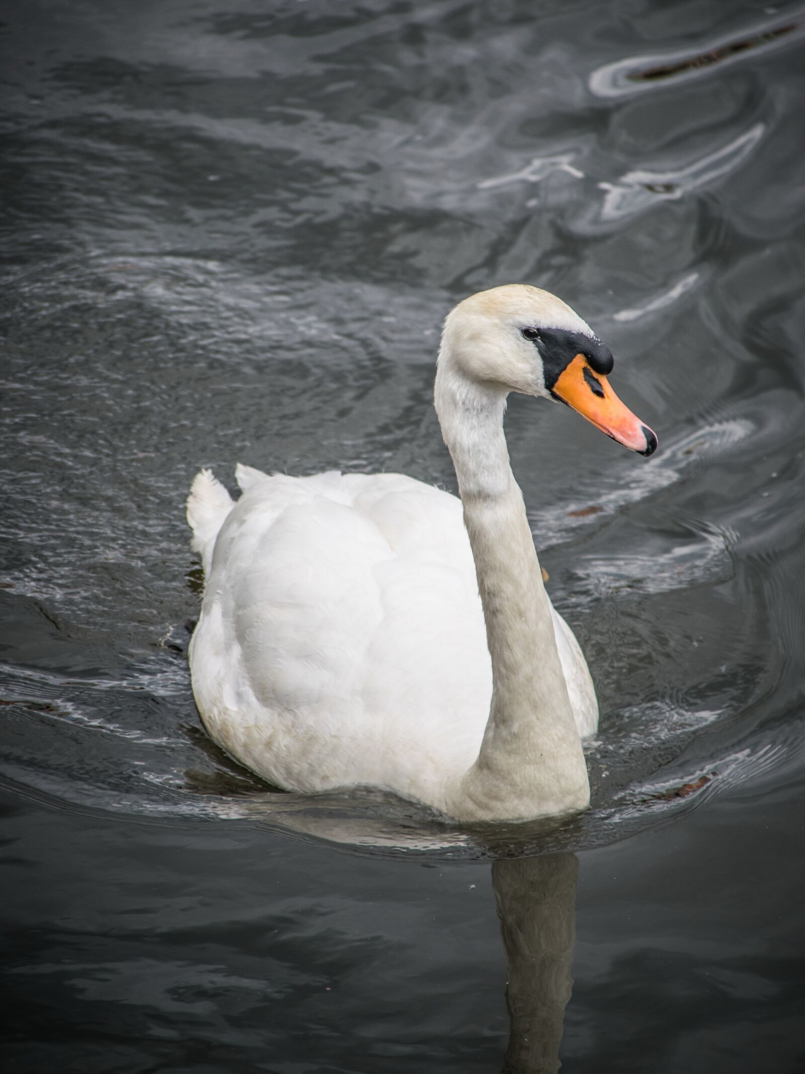 Nikon D5300 sample photo. Birds, a white swan photography