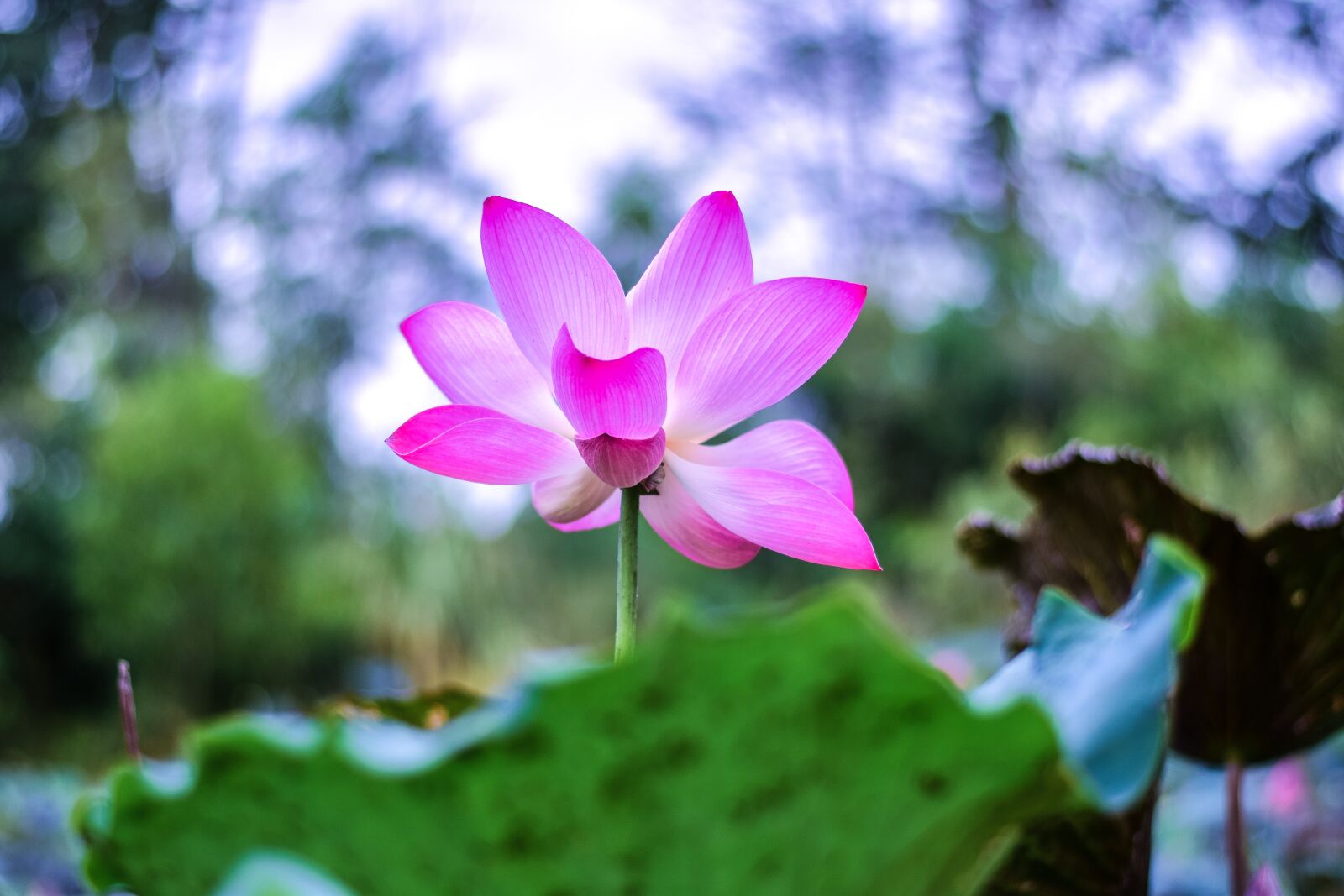 Nikon D5300 sample photo. Lotus, flowers, nature photography