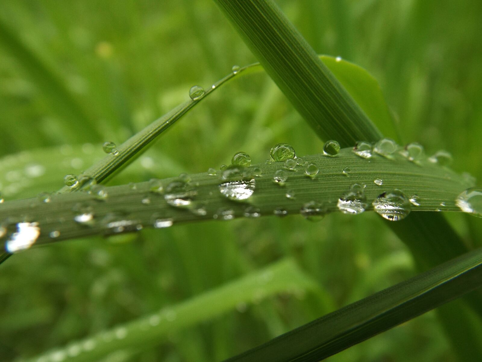 Fujifilm FinePix S6800 sample photo. Raindrop, grass, drip photography