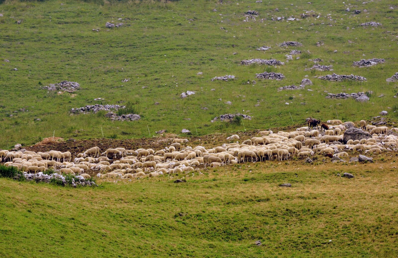 Nikon Coolpix P600 sample photo. Flock, sheep, prato photography