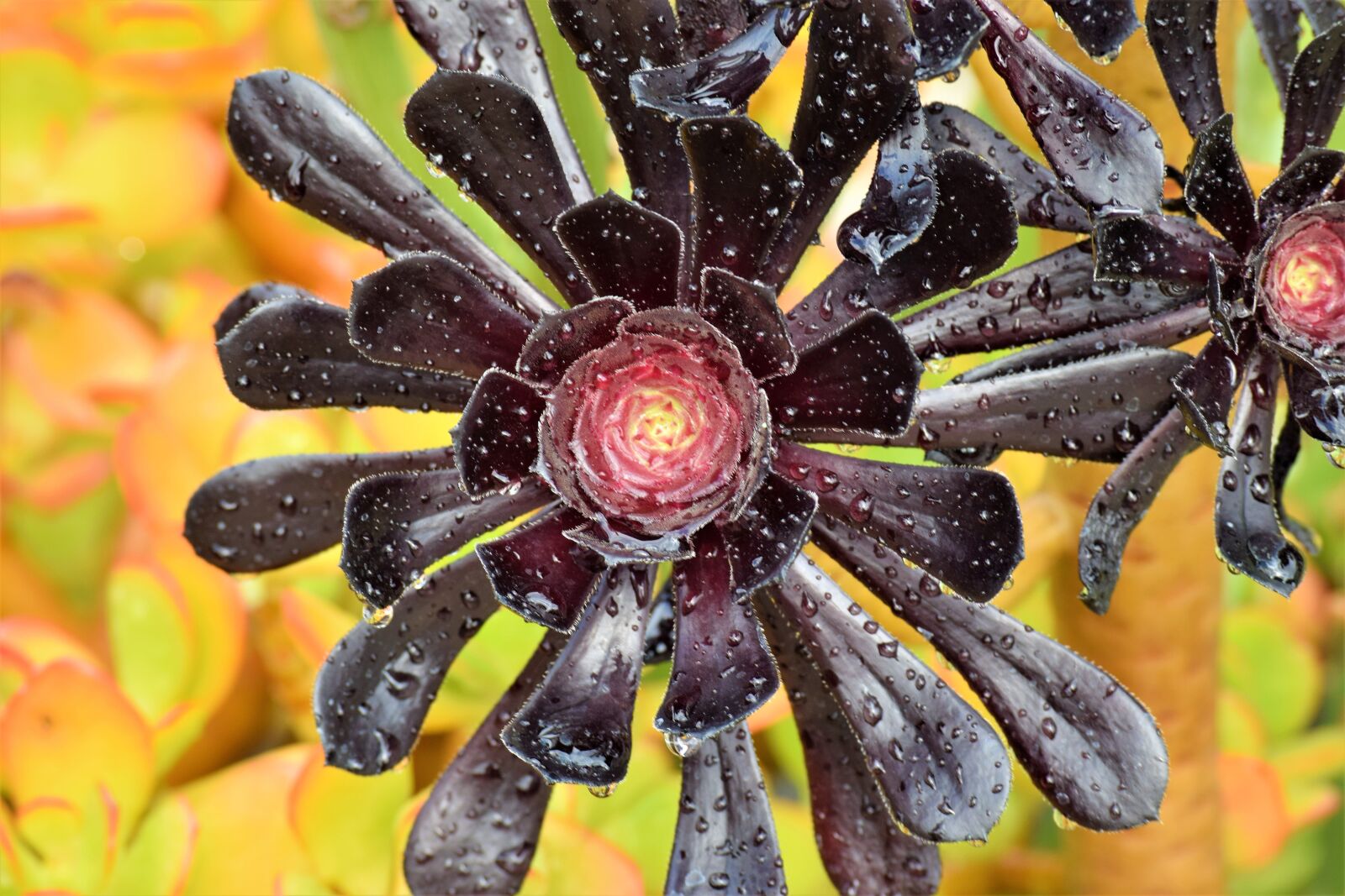 Nikon D3300 sample photo. Black roses, botanical, succulents photography