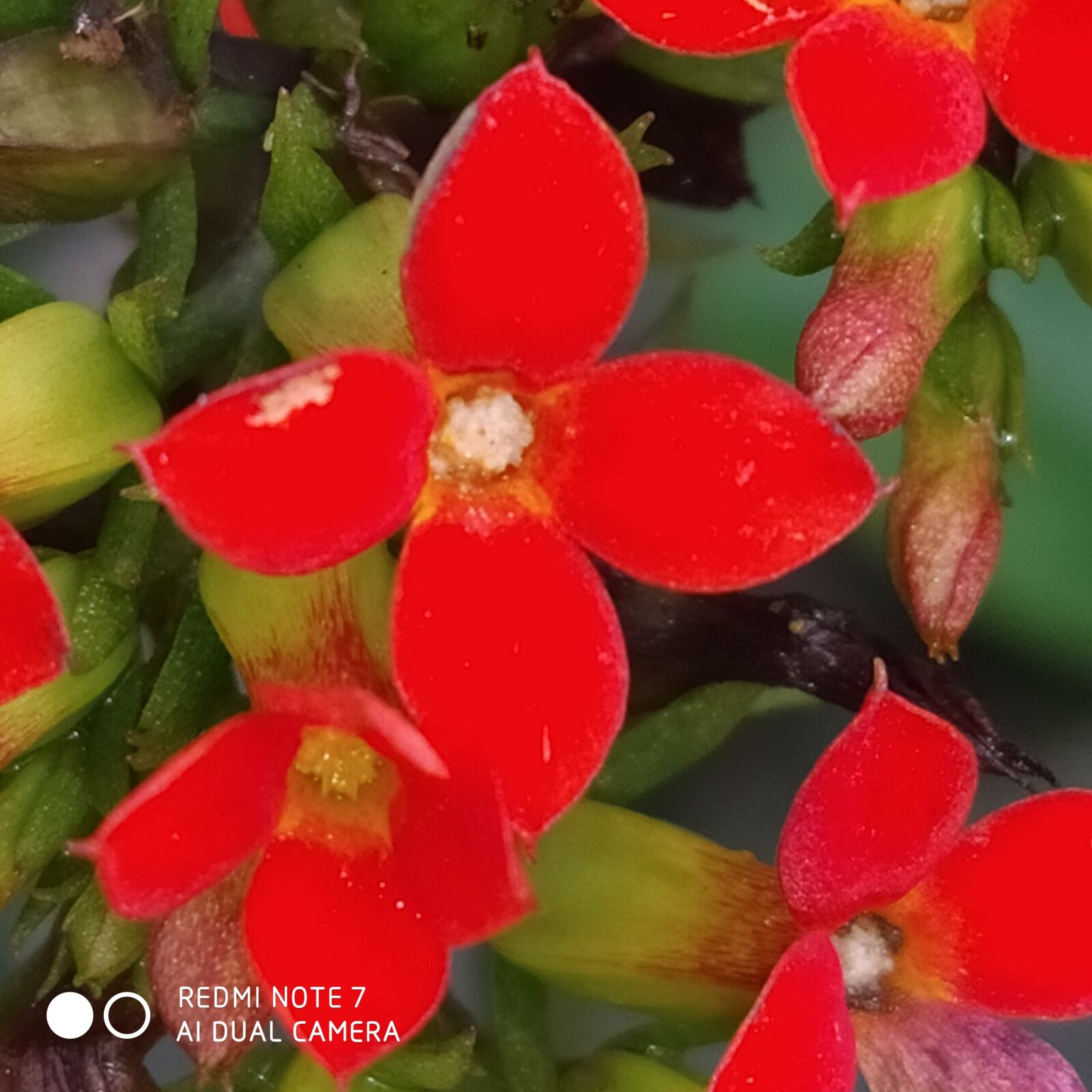 Xiaomi Redmi Note 7 sample photo. Flower red berry, bloom photography