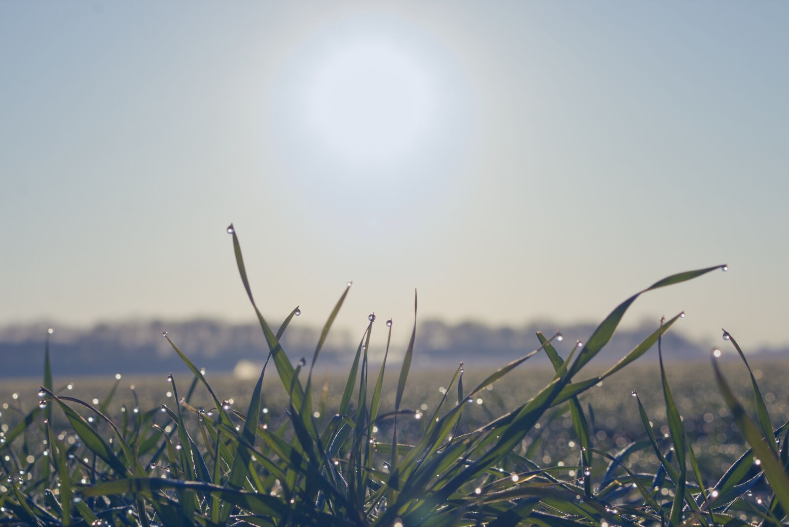Canon EOS 70D sample photo. Morgentau, dew, dewdrop photography
