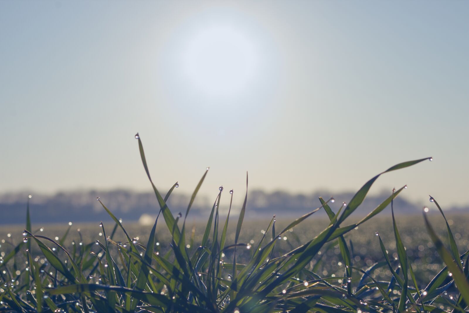 Canon EOS 70D + Canon EF-S 18-55mm F3.5-5.6 IS STM sample photo. Morgentau, dew, dewdrop photography