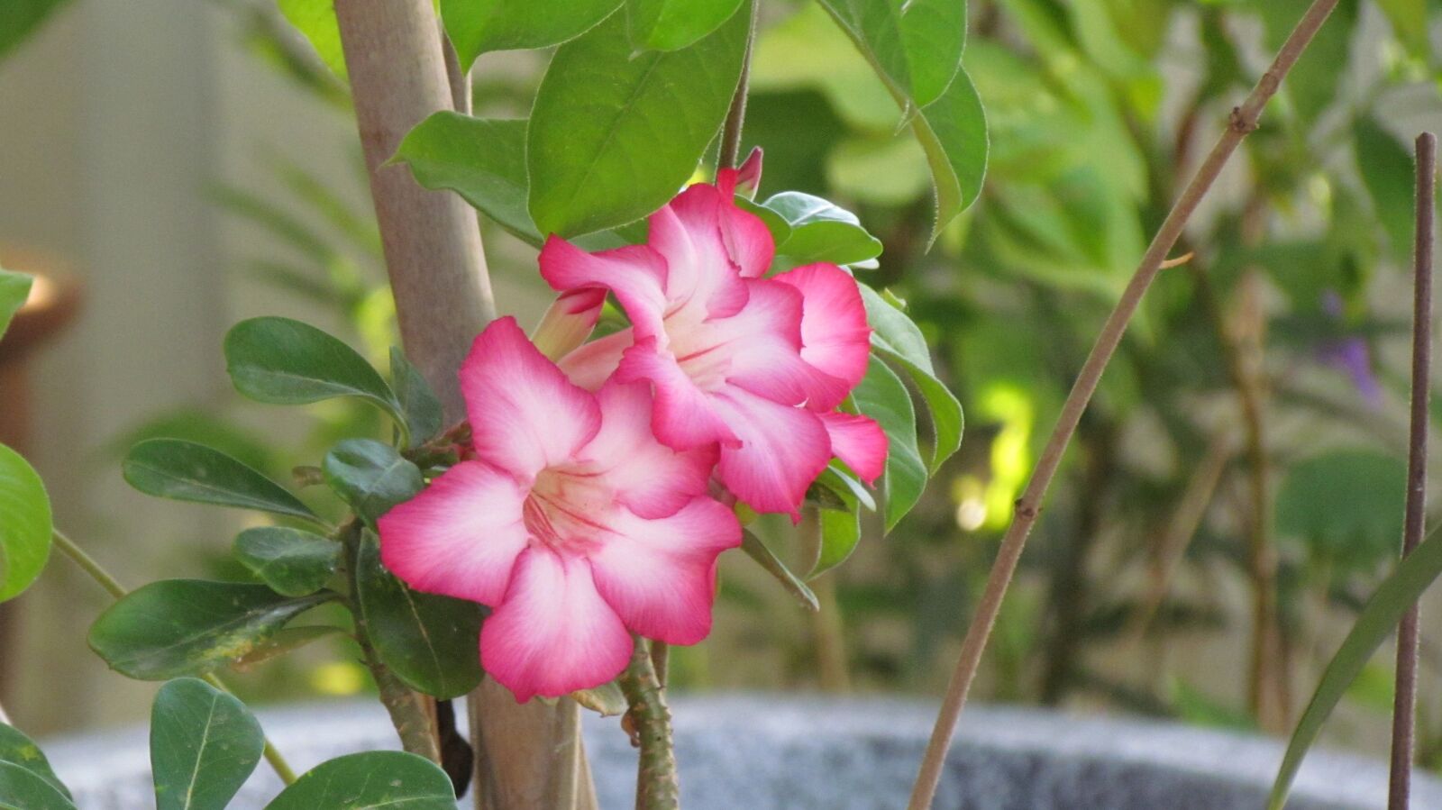 Canon PowerShot SX30 IS sample photo. Flower, red, petals photography