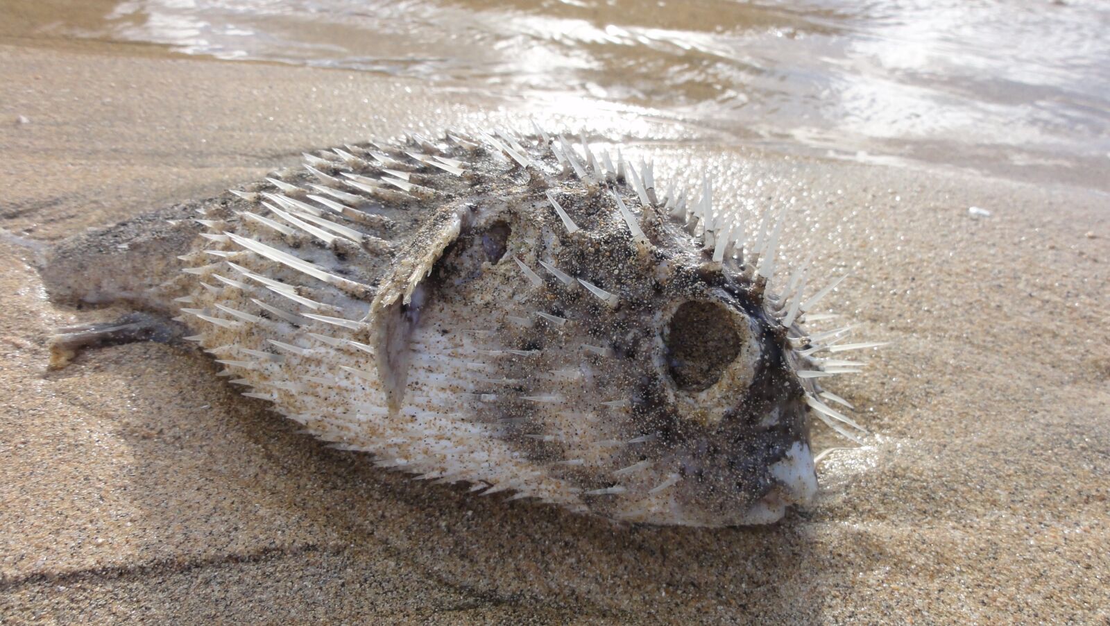 Sony DSC-HX5V sample photo. Dead fish, puffer fish photography