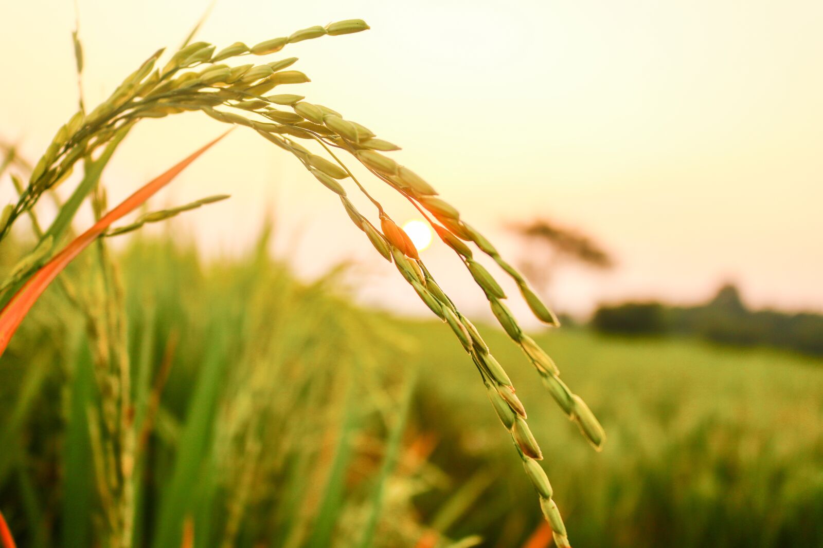 Canon EOS 750D (EOS Rebel T6i / EOS Kiss X8i) sample photo. Rice, rice seeds, agriculture photography