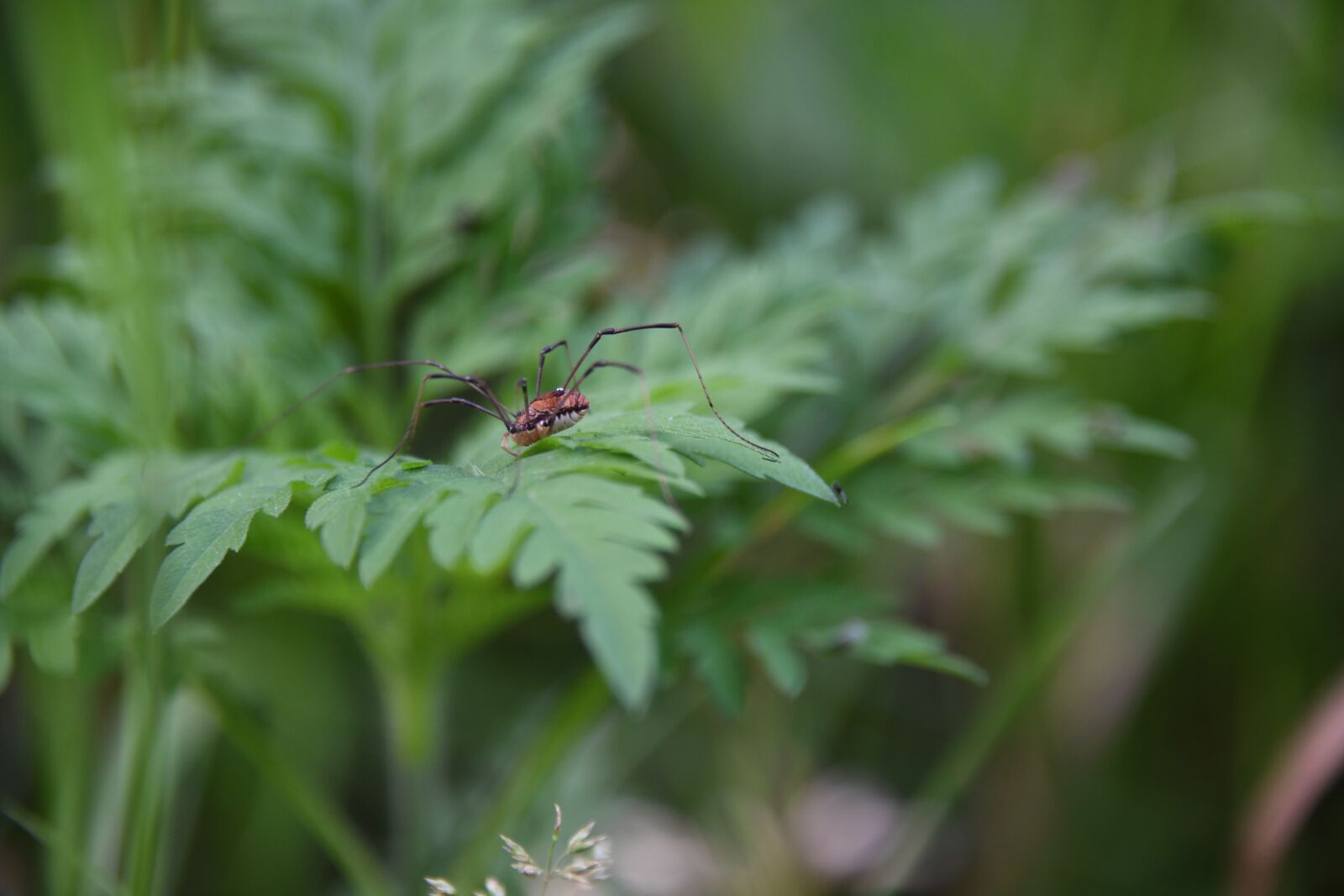 Nikon D850 sample photo. Spider, cellar spider, daddy photography