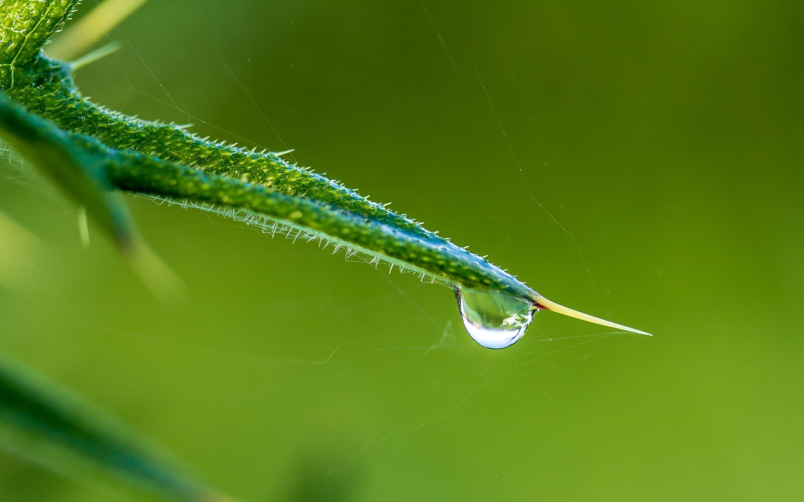 Canon EF-S 60mm F2.8 Macro USM sample photo. Drop of water, raindrop photography