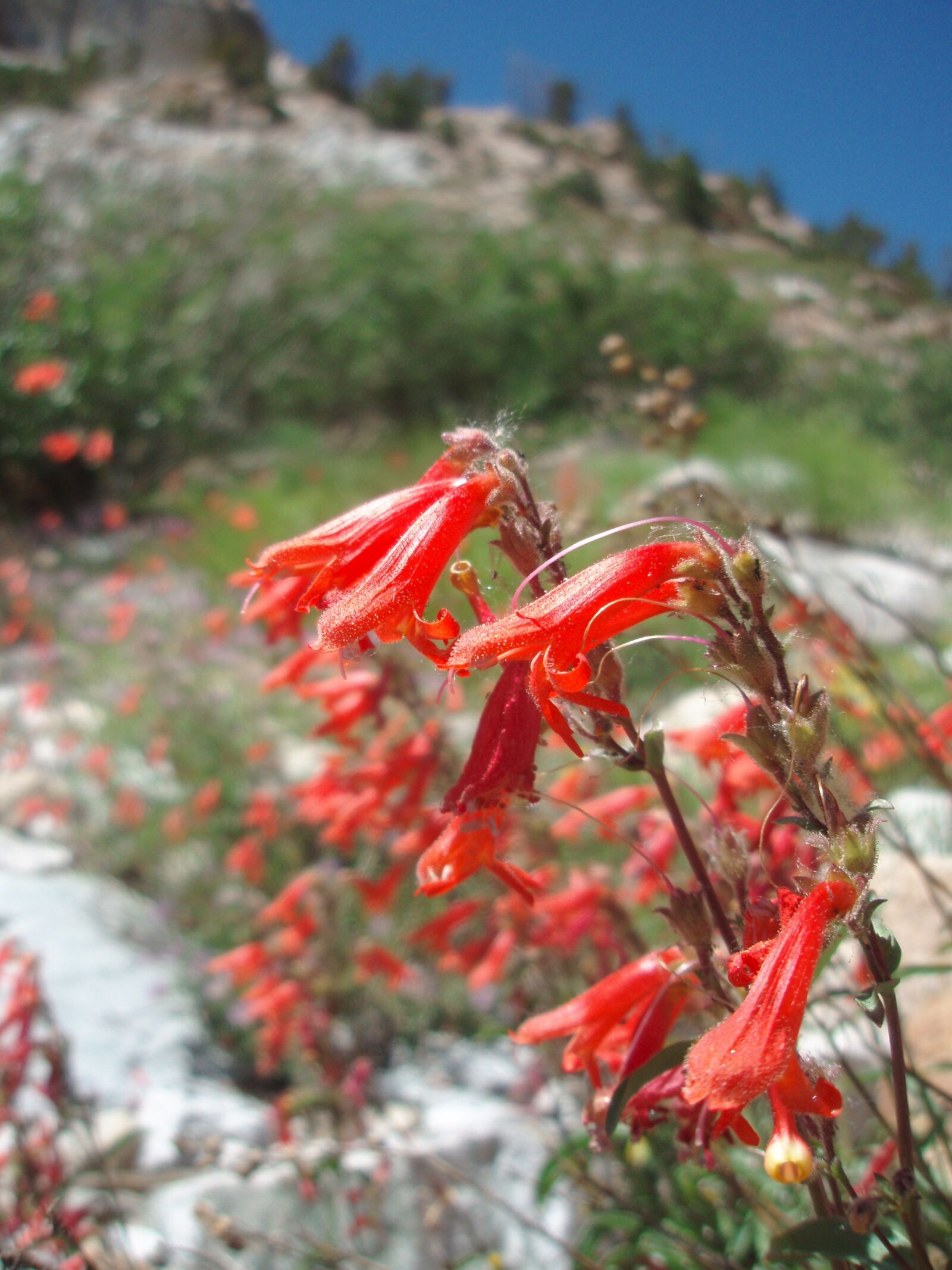 Olympus u740,S740 sample photo. Red, flower, red flower photography