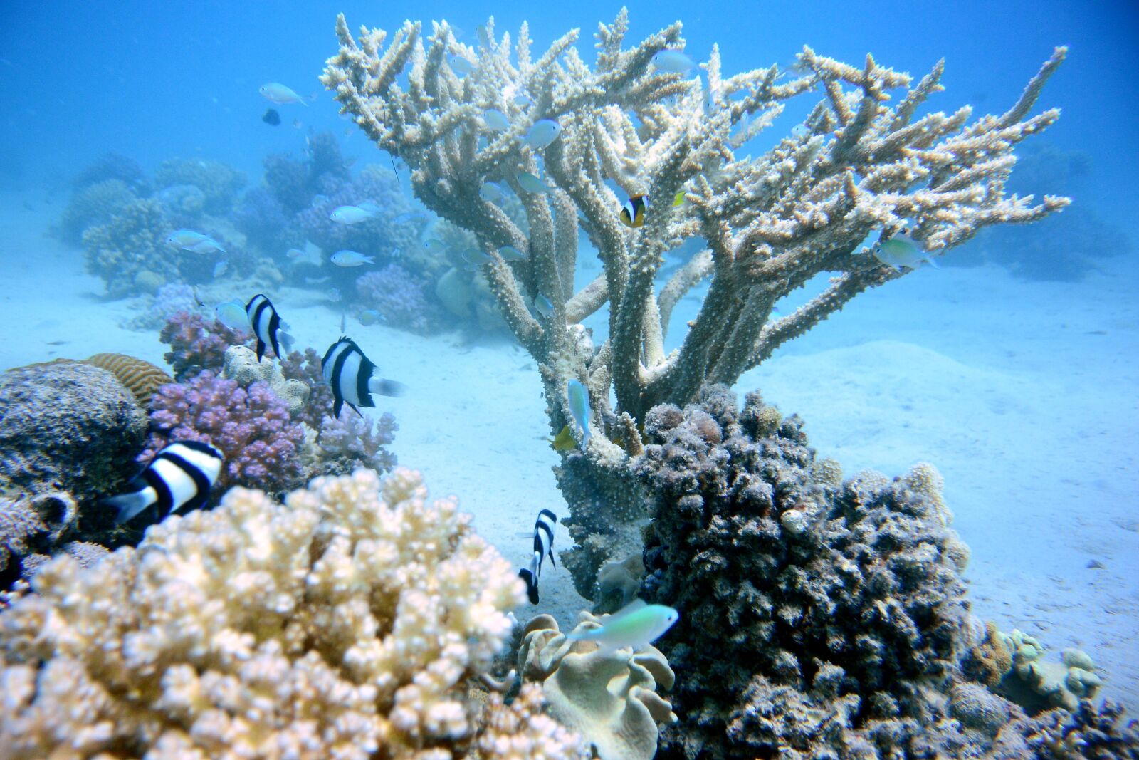 Nikon 1 J3 sample photo. Corals, marine, sea photography