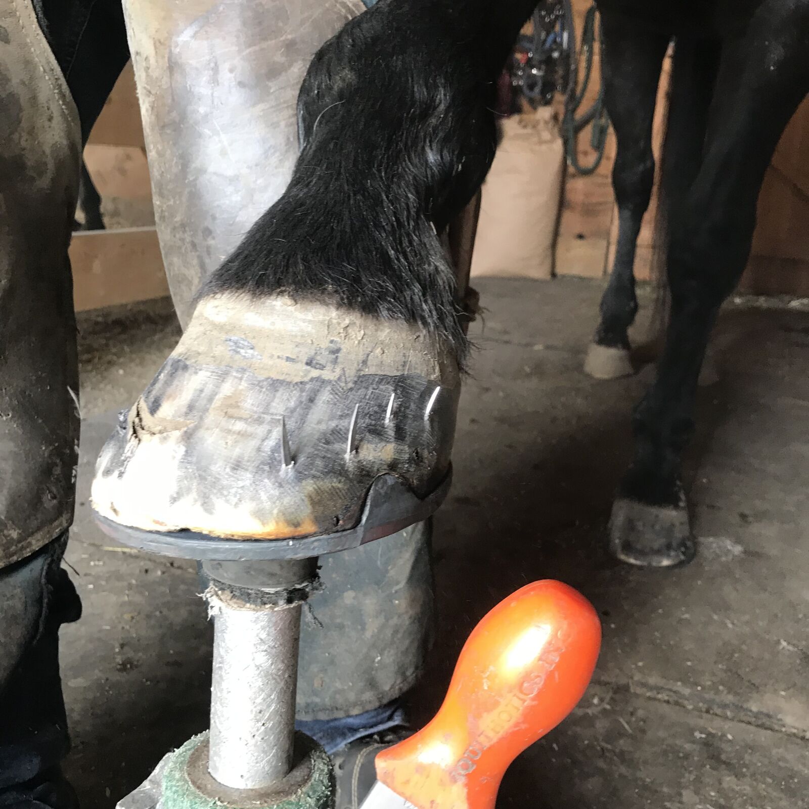 iPhone 7 back camera 3.99mm f/1.8 sample photo. Horse, blacksmith, shoeing photography