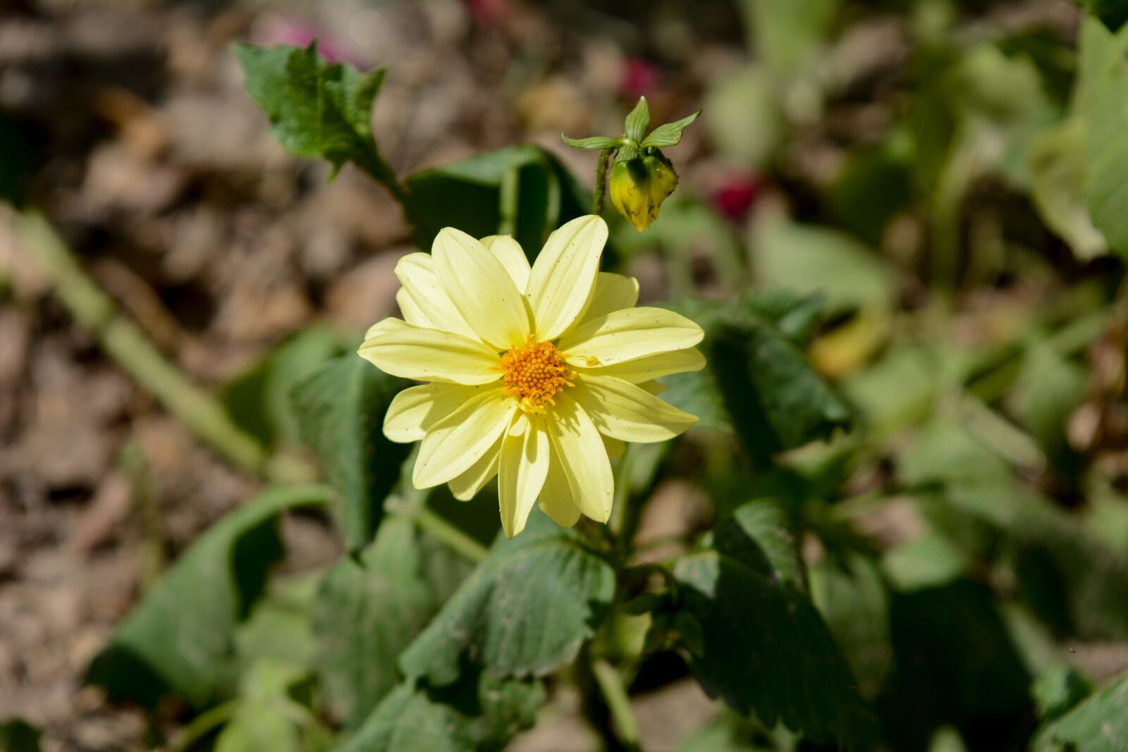 Nikon D7100 sample photo. Yellow flower, flowers, flora photography