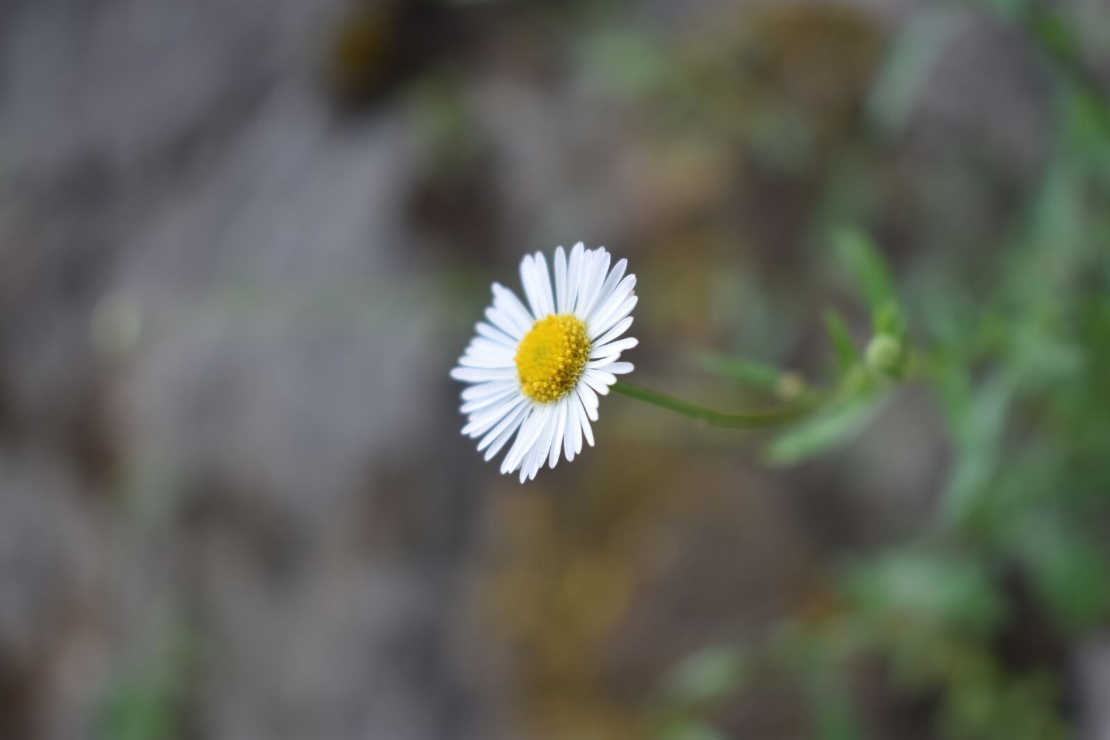 Nikon D3400 sample photo. White flower, flower, wild photography