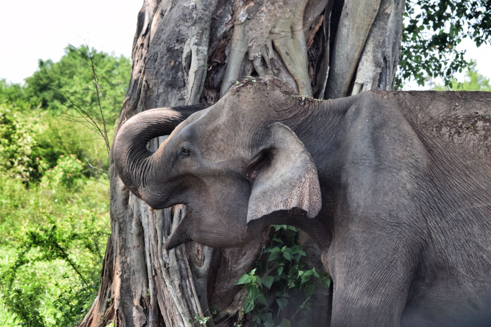 Nikon D3300 sample photo. Elephant, sri lanka, animal photography