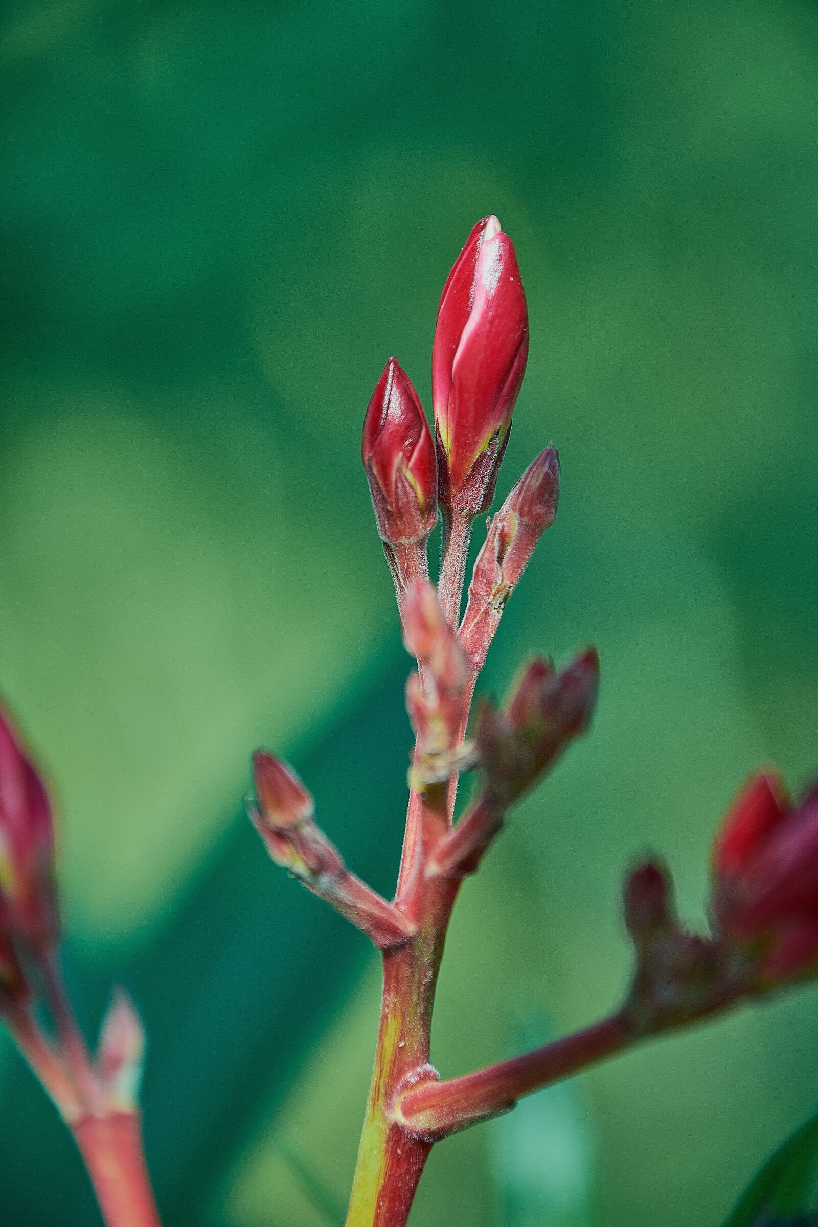 Nikon D7200 sample photo. Outbreaks, garden, plant photography