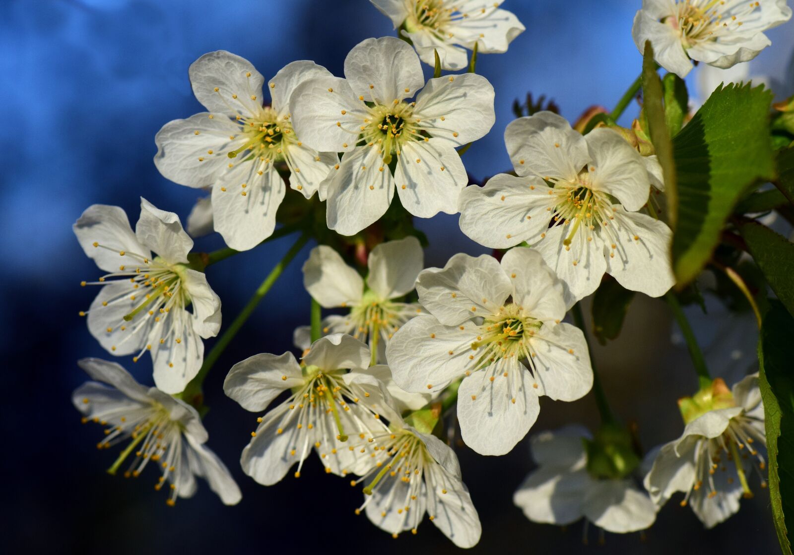 Nikon D3300 sample photo. Apple, apple blossom, fruit photography