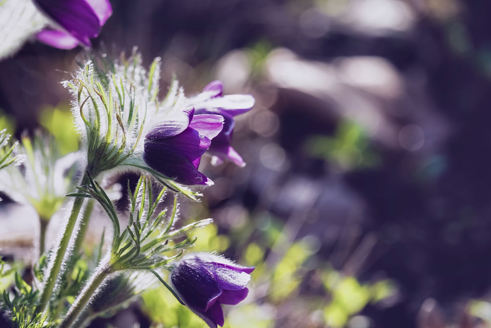 Fujifilm XF 55-200mm F3.5-4.8 R LM OIS sample photo. Pasqueflower, flower, blossom photography