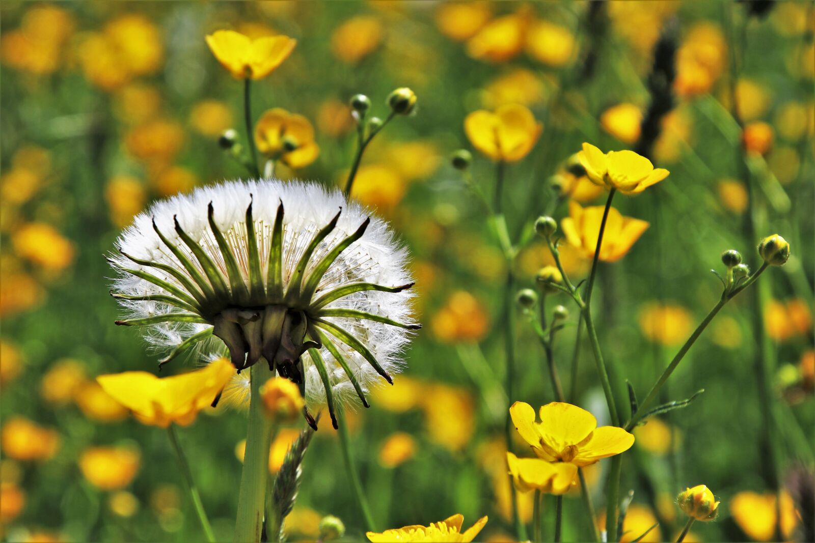 Canon EOS 80D sample photo. Dandelion, spring, nuns photography