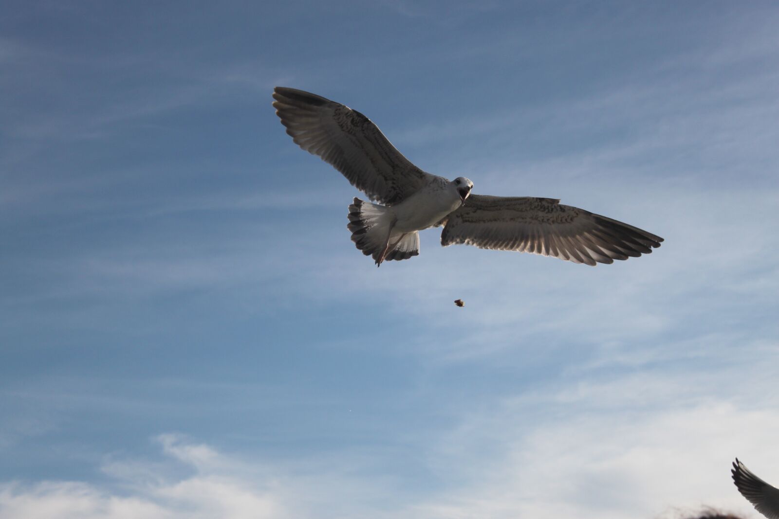 Canon EOS 500D (EOS Rebel T1i / EOS Kiss X3) sample photo. Seagull, nature, bird photography