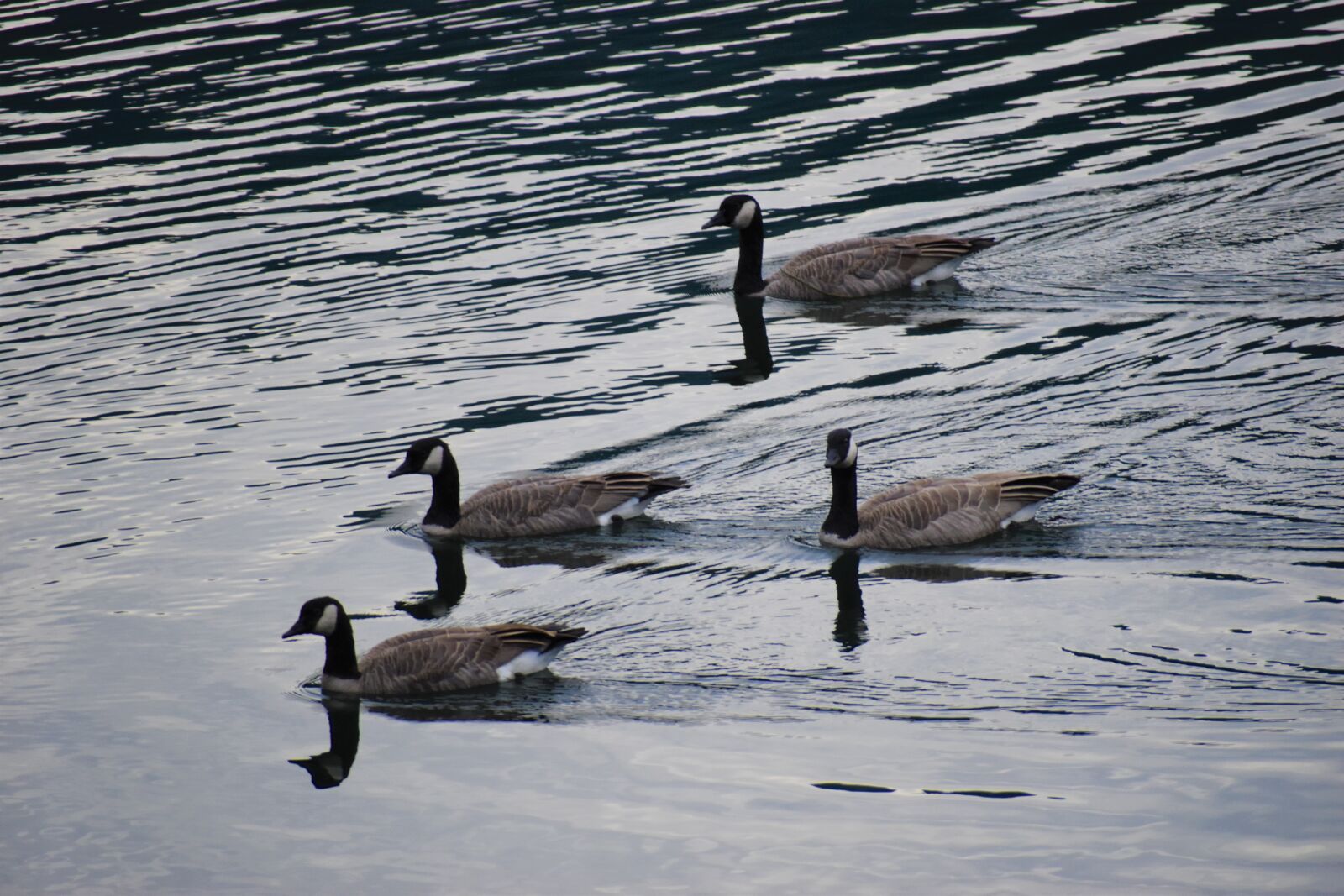 Nikon D3500 sample photo. Geese, swimming geese, river photography