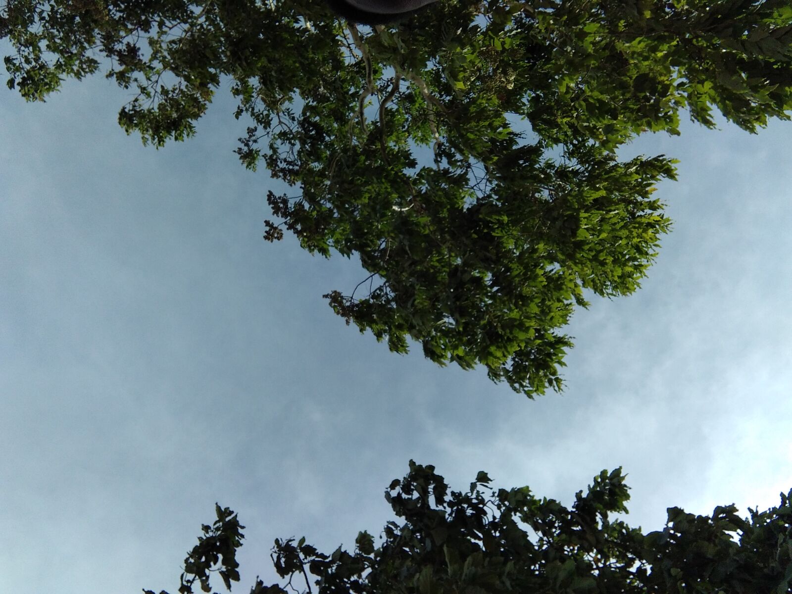 Xiaomi Redmi 8 sample photo. Natural, tree, joy photography