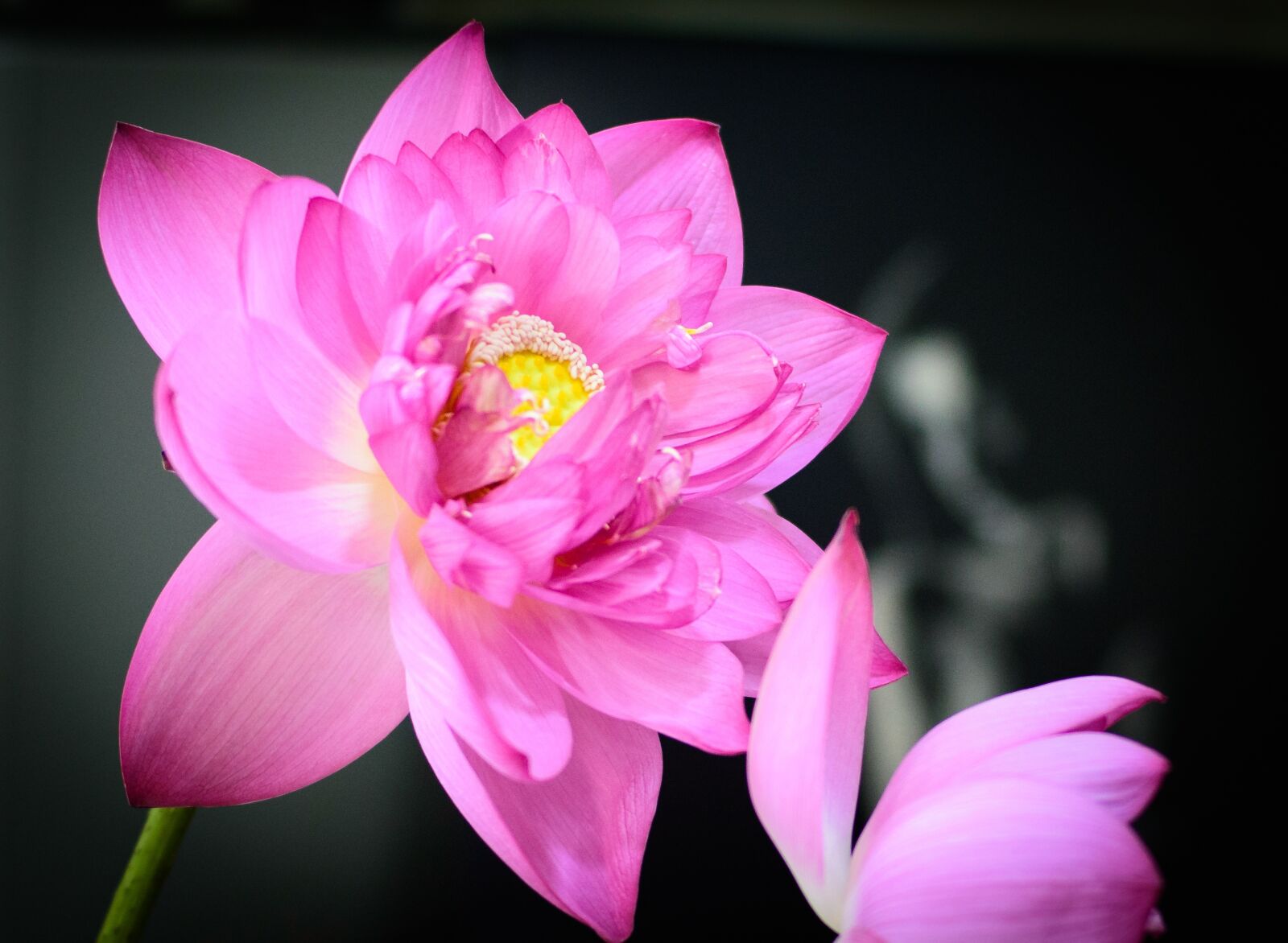 Nikon D7200 sample photo. Lotus, lotus purple, purple photography