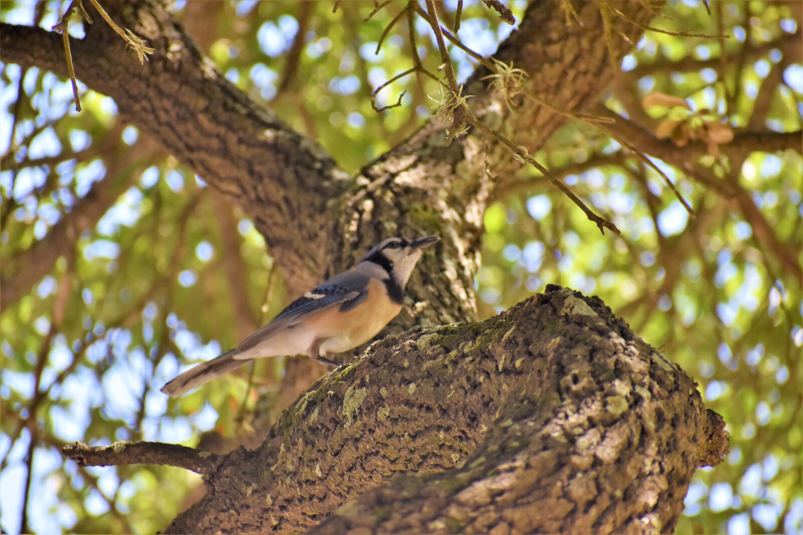Nikon D3500 sample photo. Blue jay, songbird, blue photography