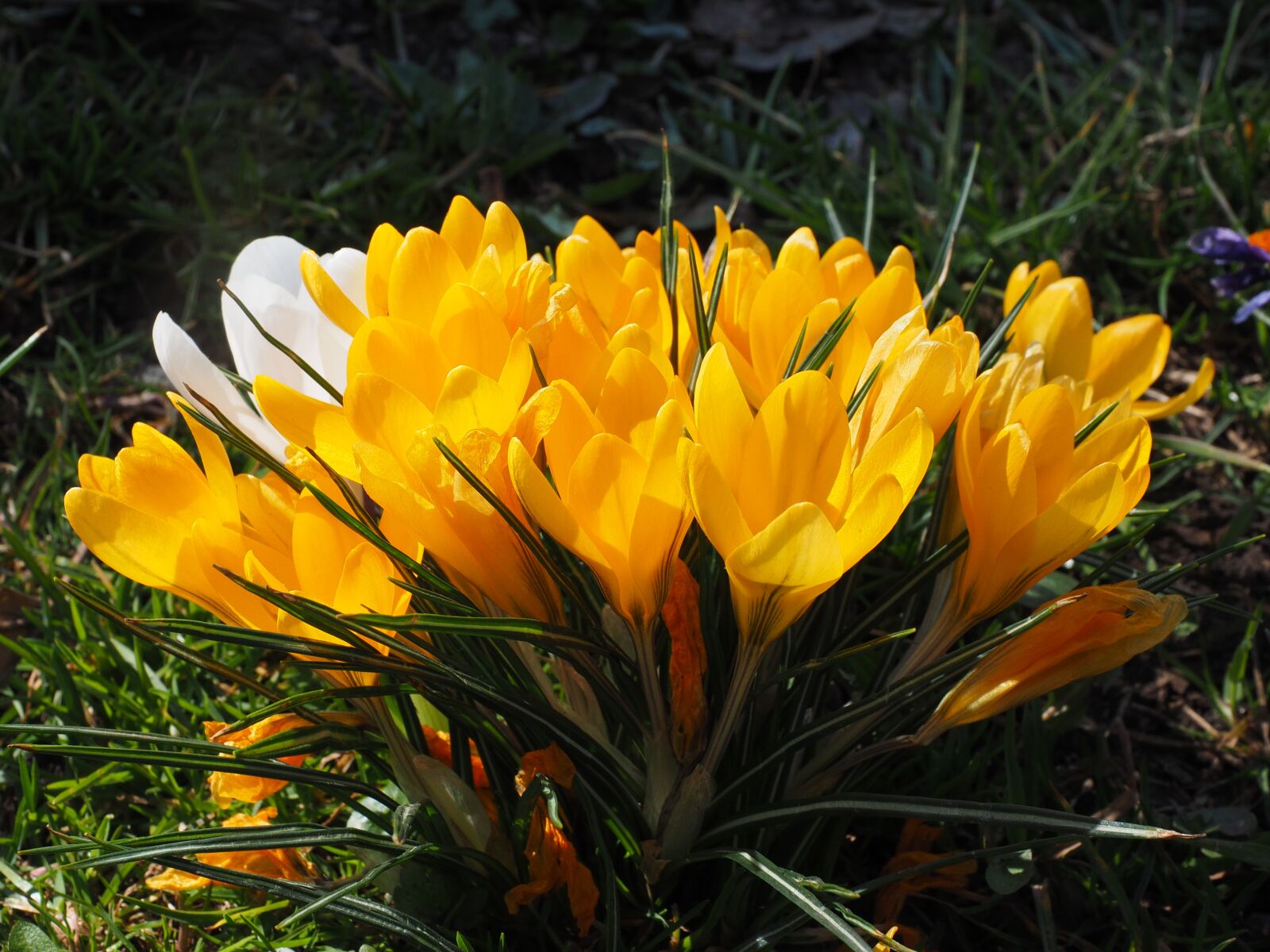 Olympus OM-D E-M1 + Olympus M.Zuiko Digital ED 12-40mm F2.8 Pro sample photo. Crocus, flower, spring photography