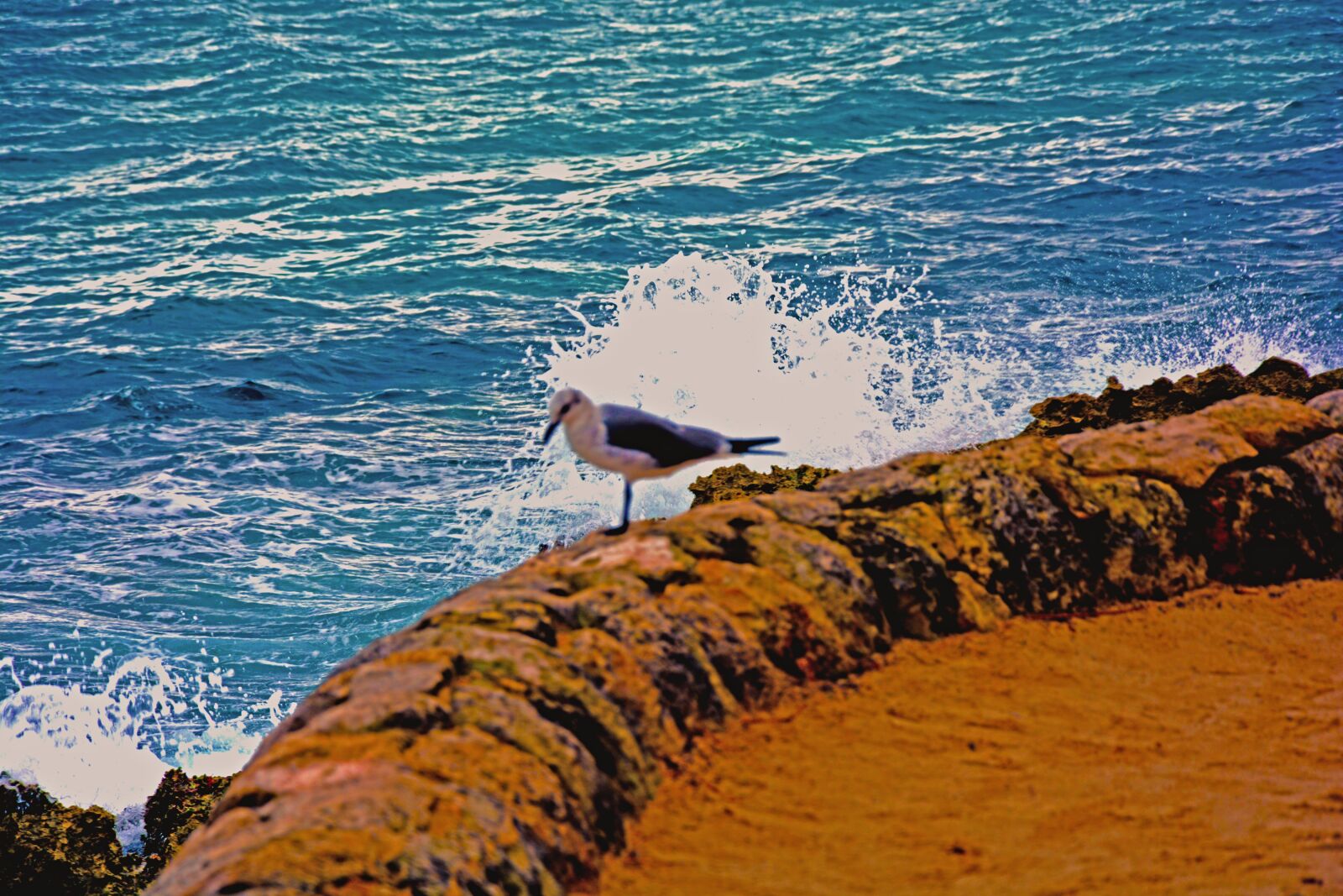Nikon D7100 sample photo. Bird, ocean, sand photography