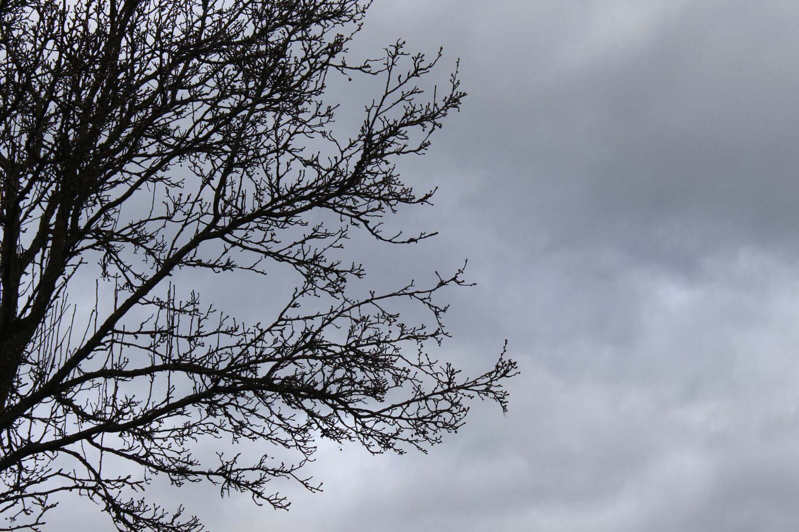 Canon EOS 4000D (EOS Rebel T100 / EOS 3000D) sample photo. Tree, clouds, nature photography