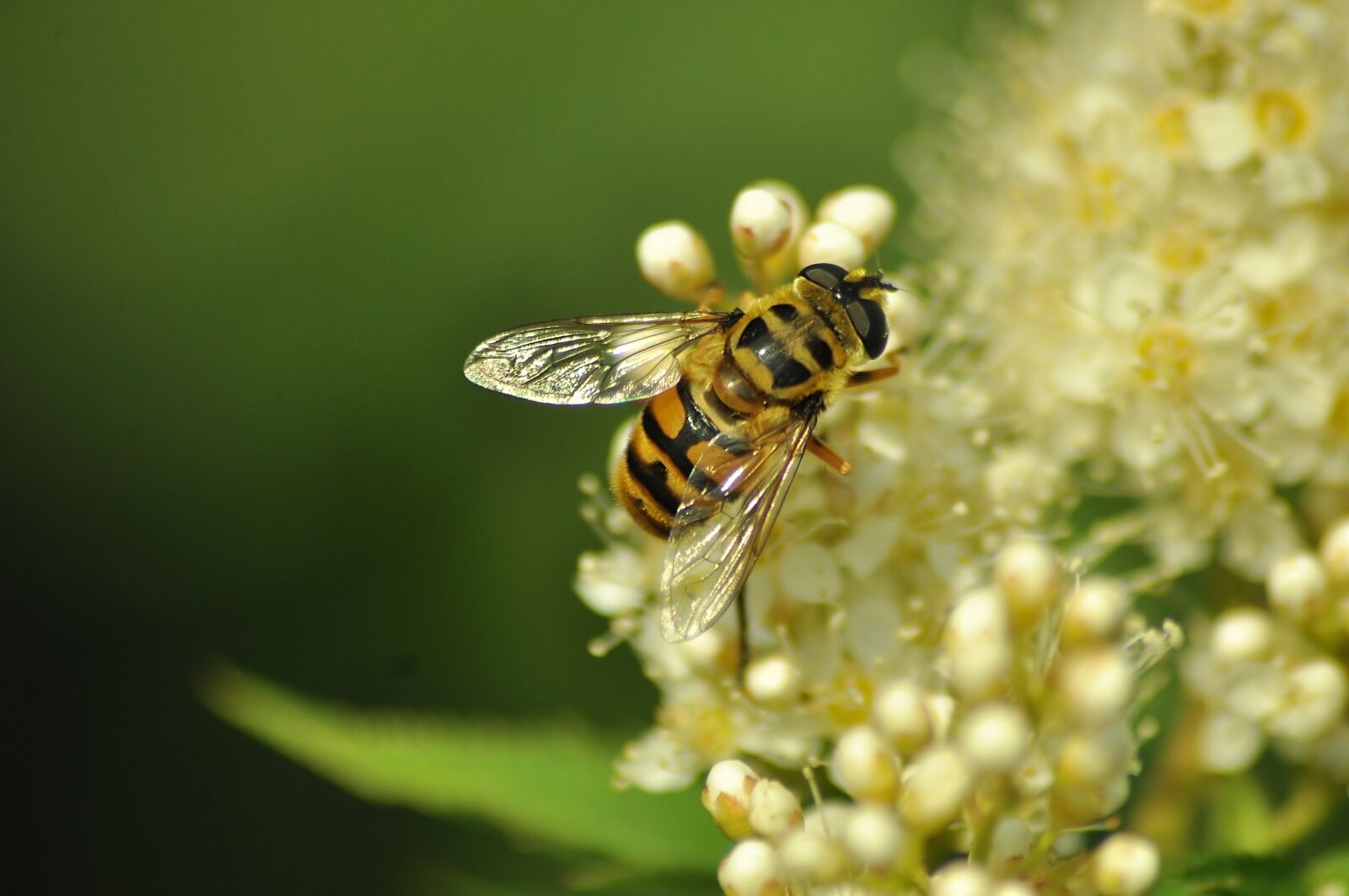 Nikon D90 sample photo. Bee, fly, nectar photography