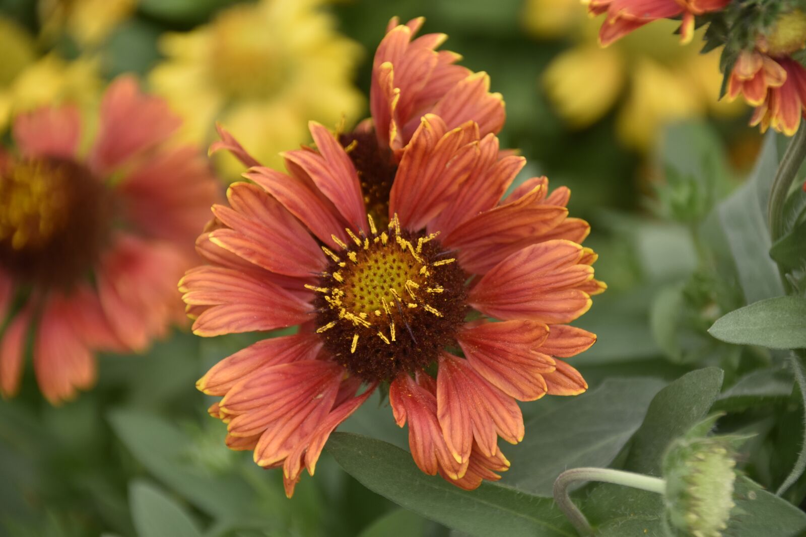 Nikon D5600 sample photo. Flower, flowers, fleur de photography