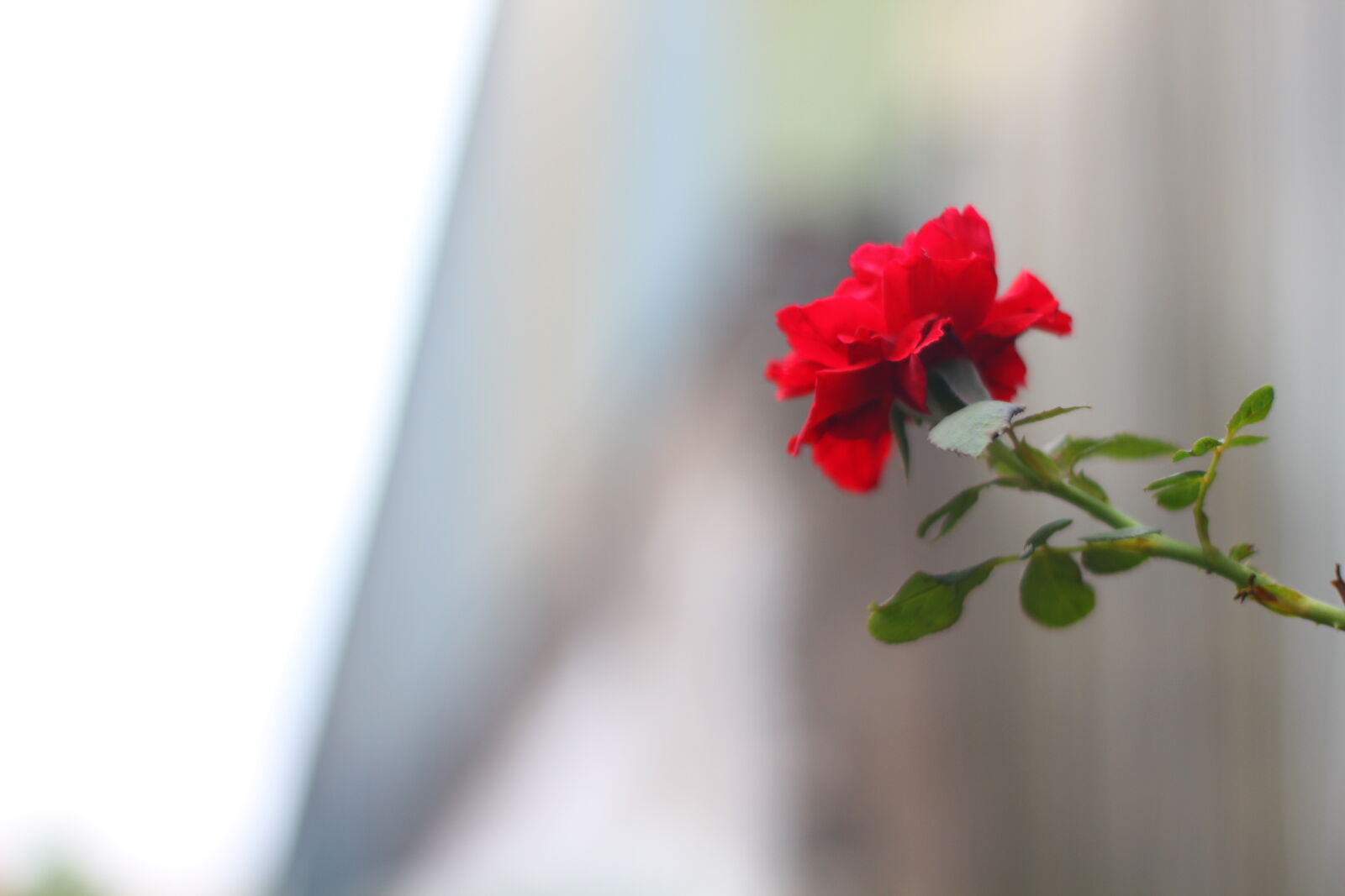 Canon EOS 7D sample photo