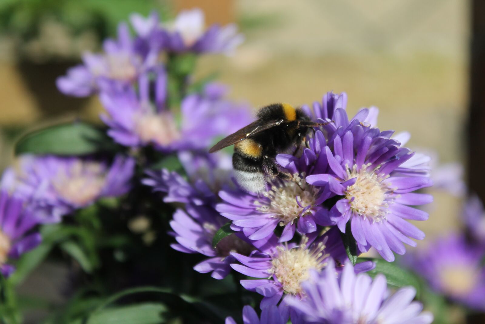 Canon EOS 1100D (EOS Rebel T3 / EOS Kiss X50) sample photo. Hummel, flowers, asters photography