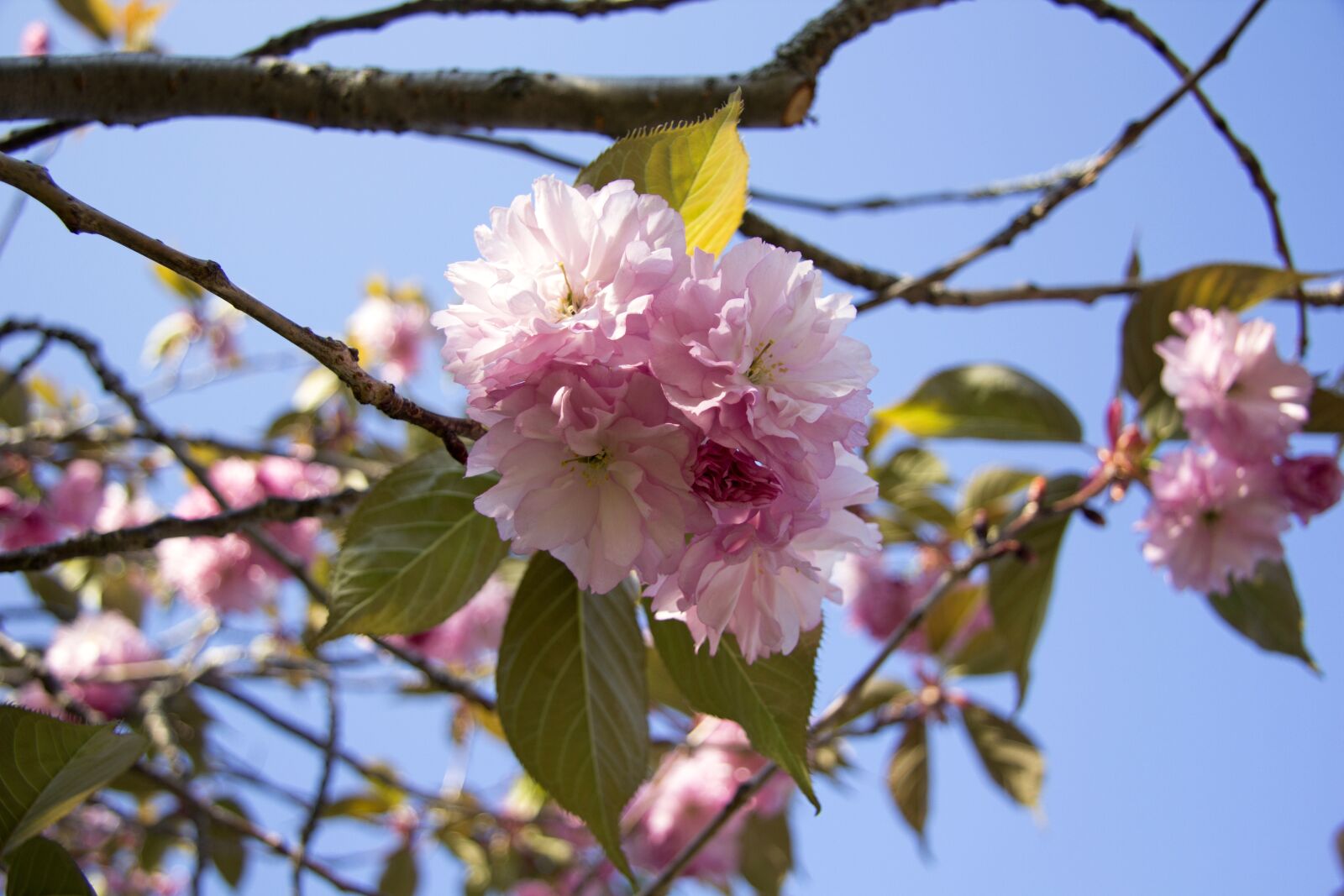 Canon EF-S 17-85mm F4-5.6 IS USM sample photo. Flower, tree, branch photography