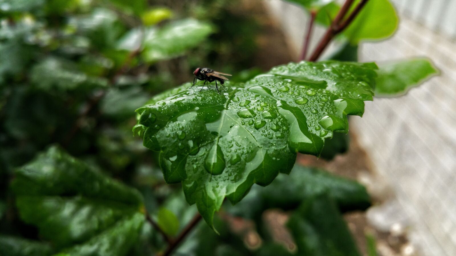 Samsung Galaxy Note4 sample photo. Leafs, fly, insect photography
