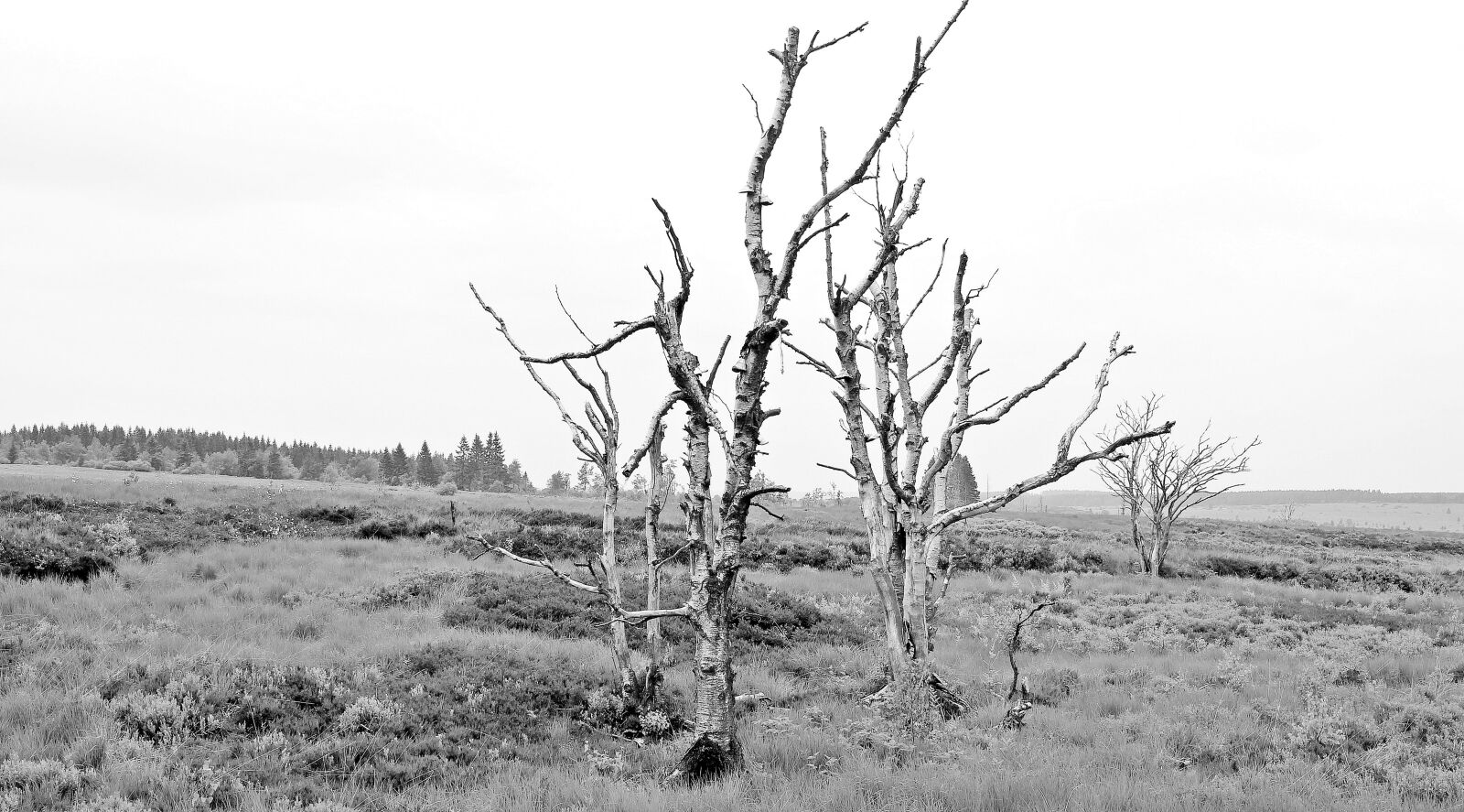 Canon EOS 550D (EOS Rebel T2i / EOS Kiss X4) sample photo. Hill, monochrome, nature, tree photography