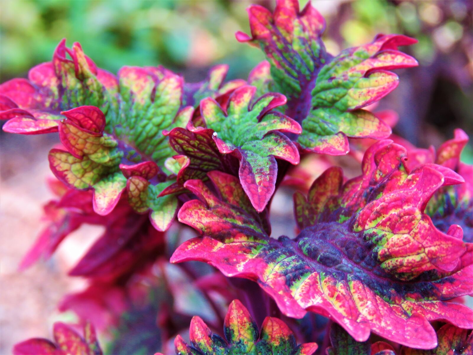 Canon PowerShot SX60 HS sample photo. Coleus, plant, leaves photography