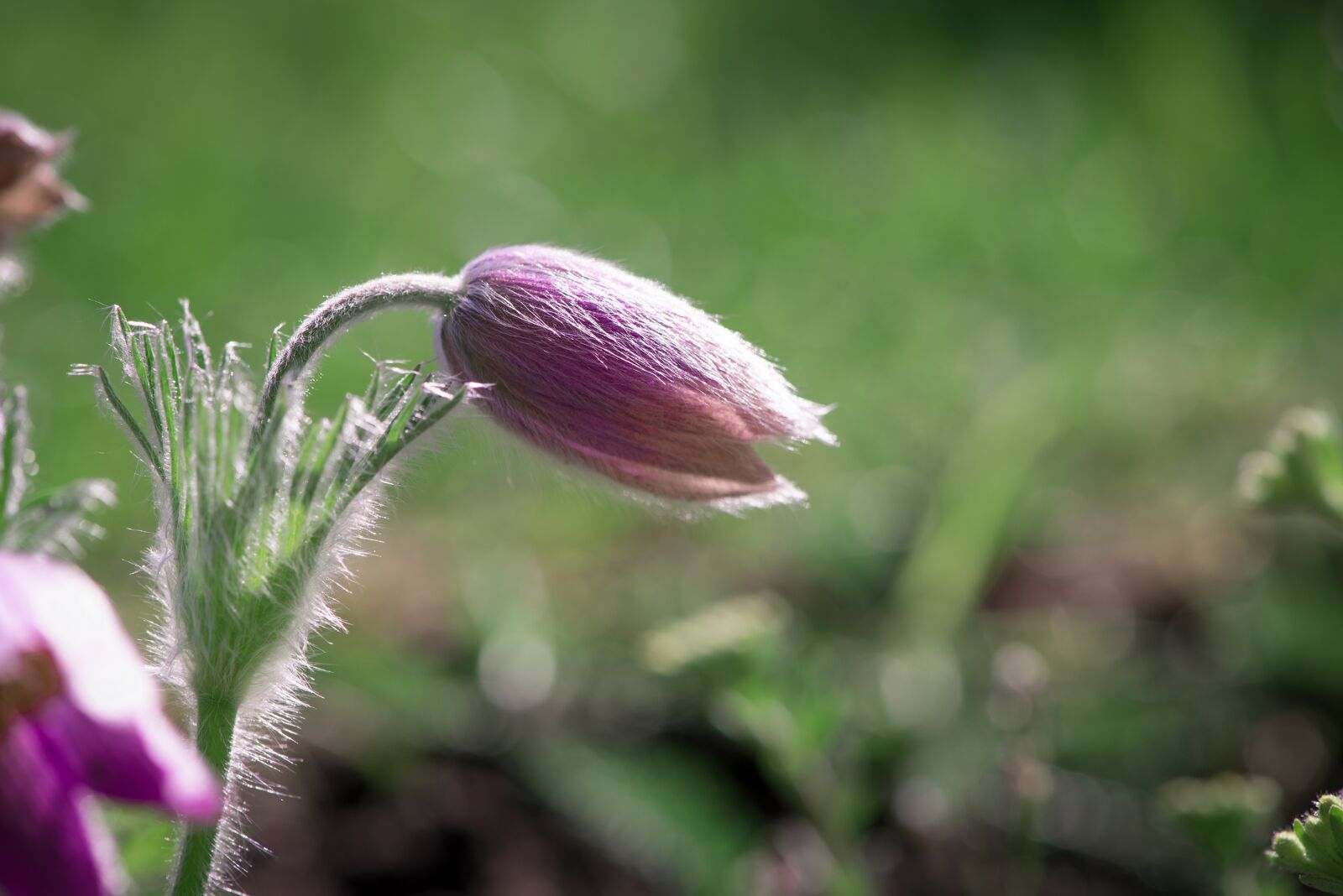Nikon D750 sample photo. Anemone, flower, blossom photography