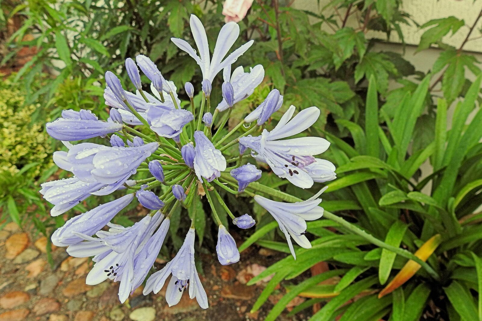 Nikon Coolpix P900 sample photo. Agapanthus, raindrop, blossom photography
