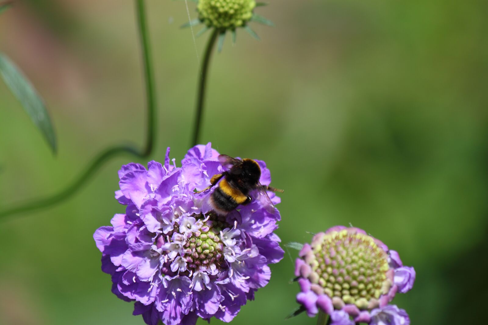 Canon EOS 500D (EOS Rebel T1i / EOS Kiss X3) sample photo. Bee, flower, honey photography