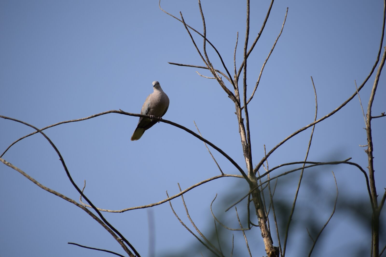 Nikon D3300 sample photo. Bird, tree, branch photography