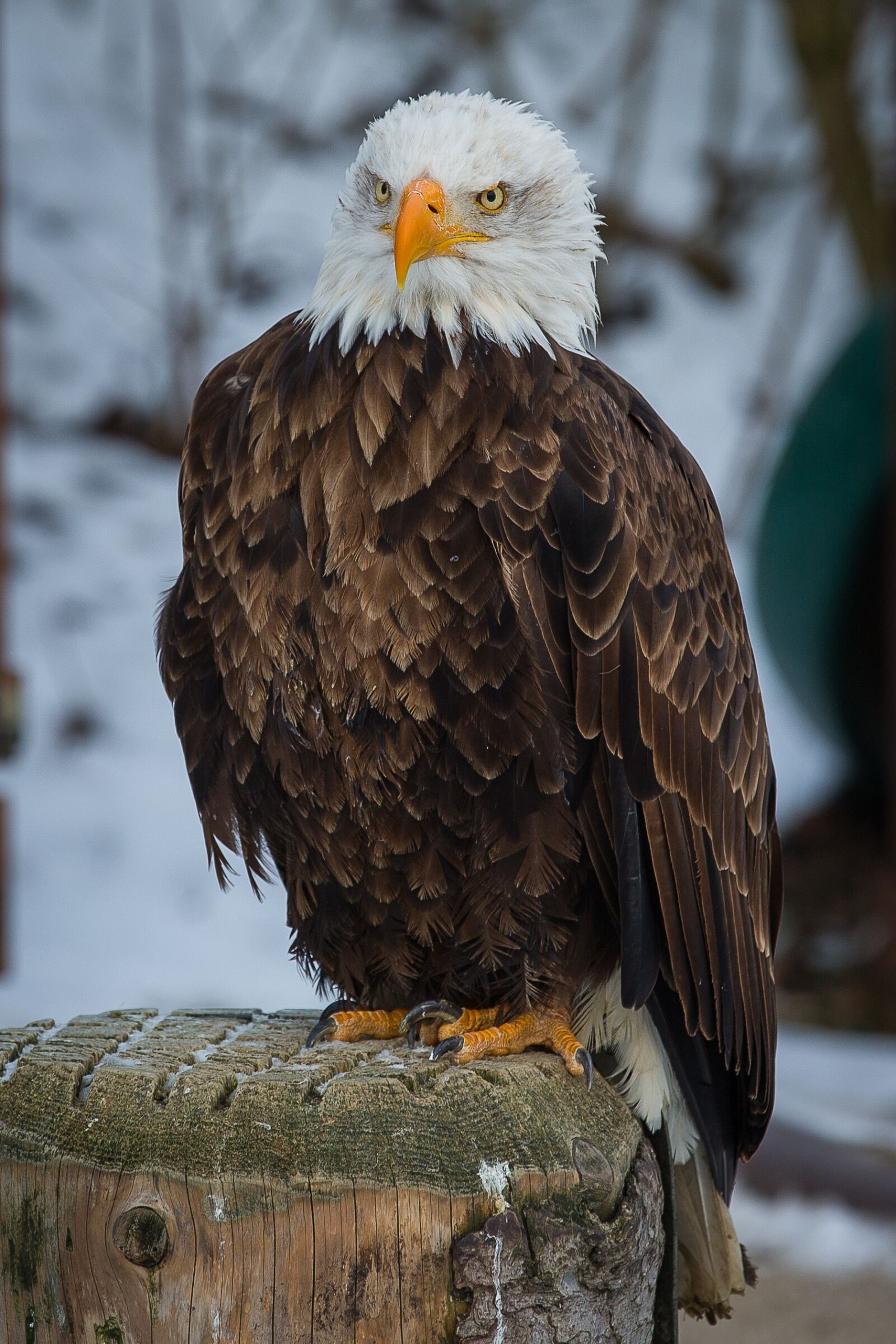 Canon EOS 5D Mark III sample photo. Bald eagle, adler, bird photography